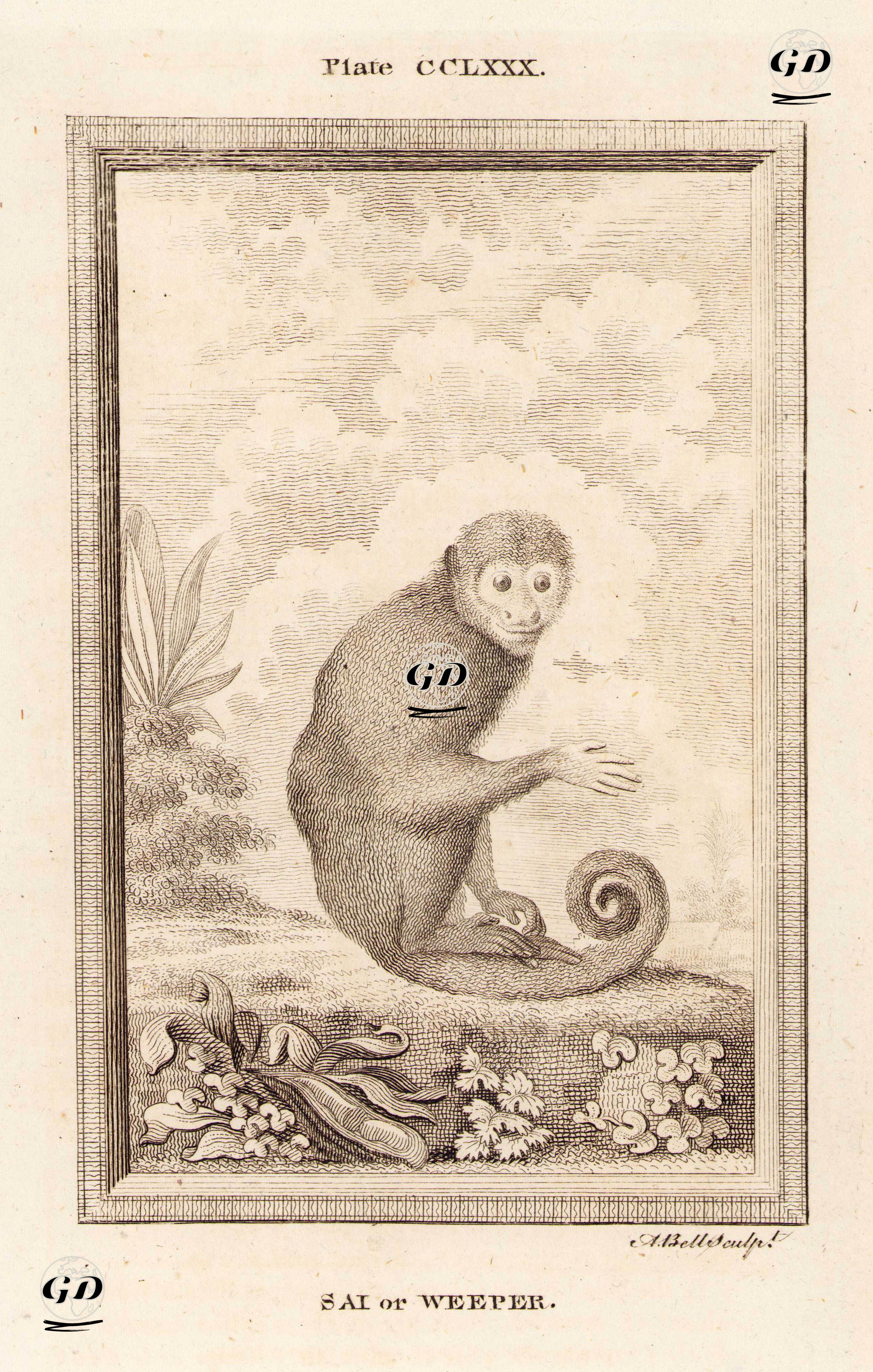 Sai (Weeper) Maymunu, Plate CCLXXX. - Georges Buffon (1707-1788) - 1780