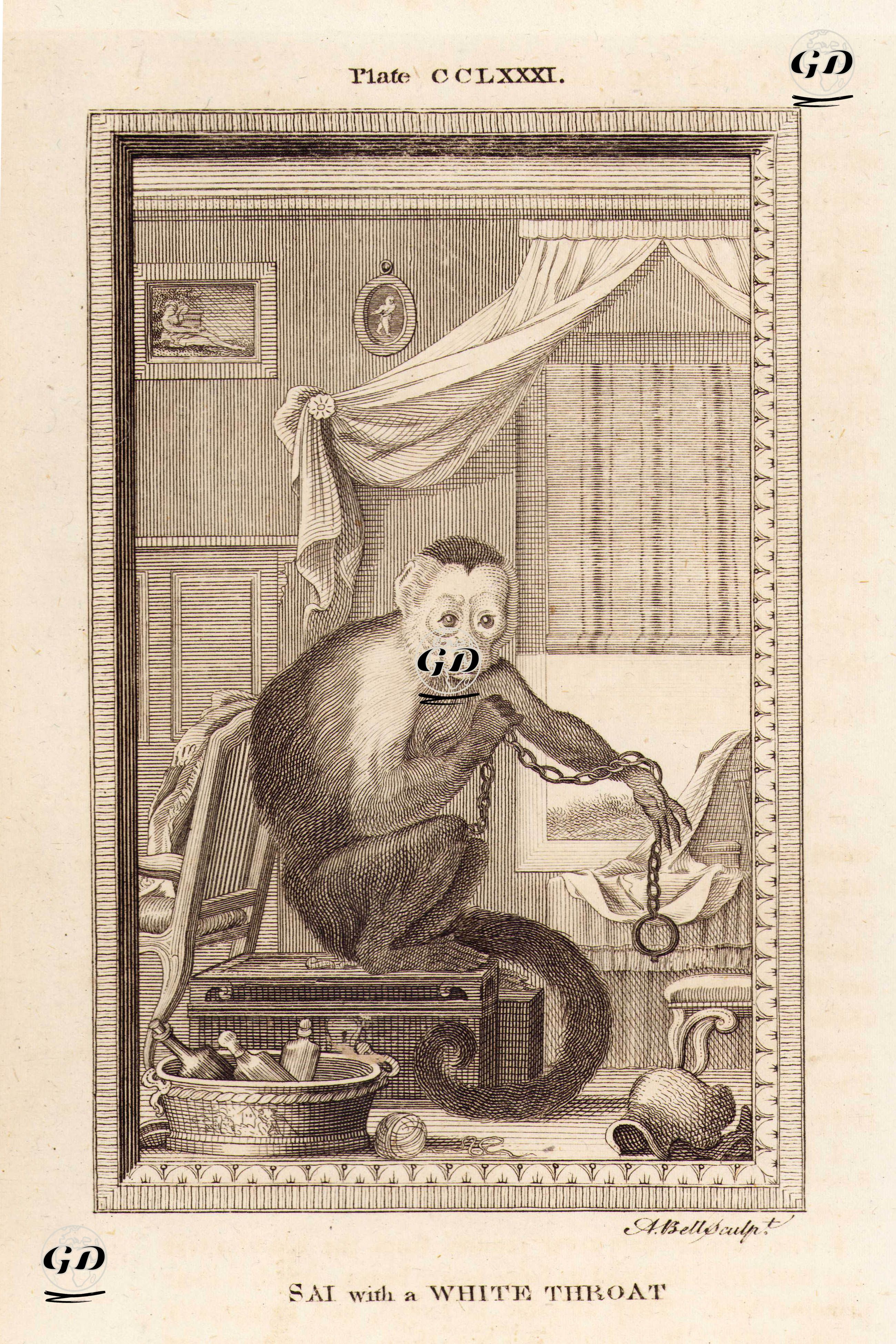 Beyaz Boyunlu Sai (Weeper) Maymunu, Plate CCLXXXI. - Georges Buffon (1707-1788) - 1780