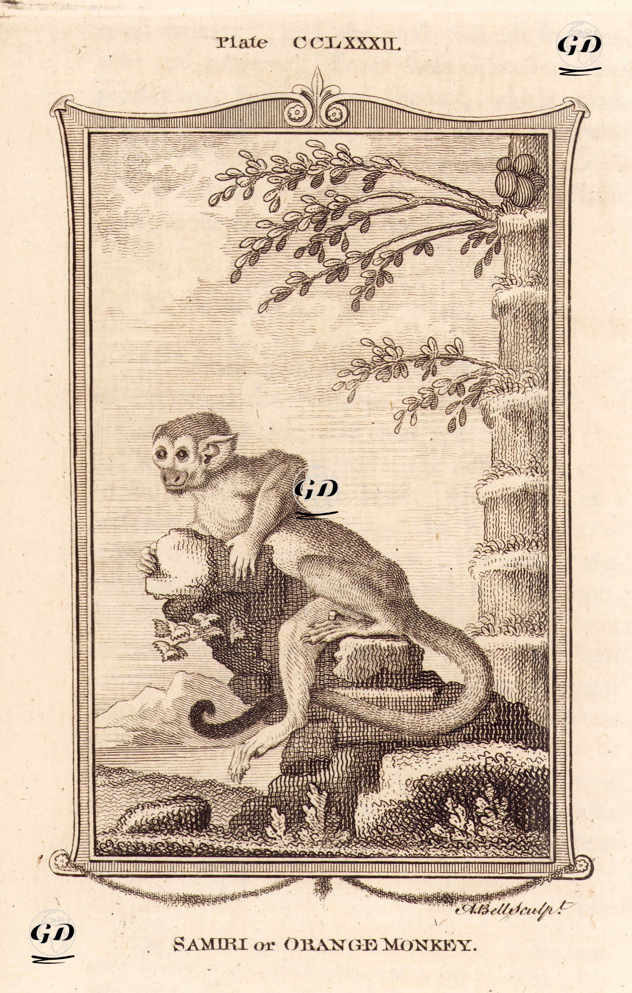 Samiri Or Orange Monkey, Plate CCLXXXII. - Georges Buffon (1707-1788) - 1780