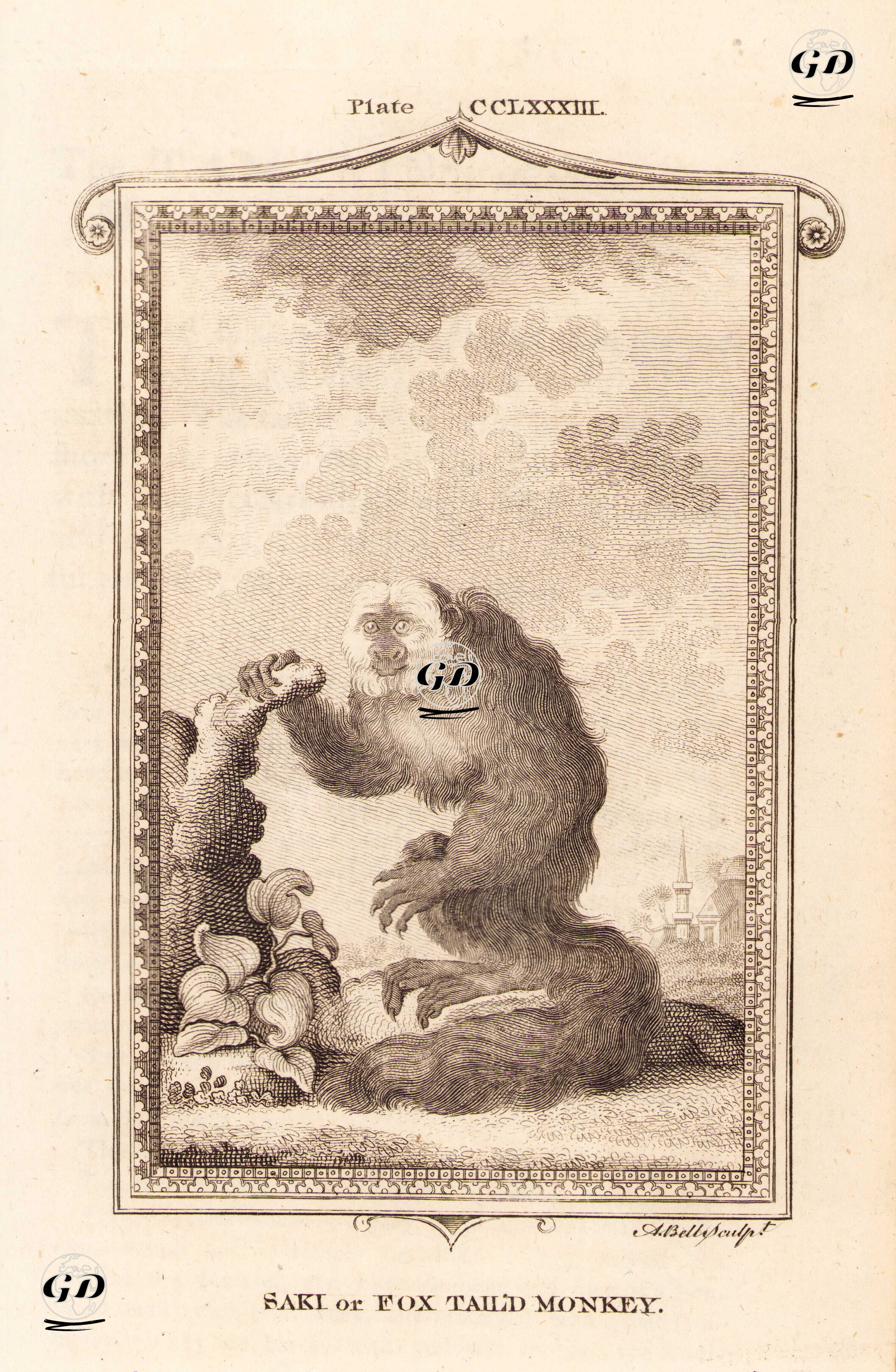 Saki Or Fox Tail'd Monkey, Plate CCLXXXIII. - Georges Buffon (1707-1788) - 1780