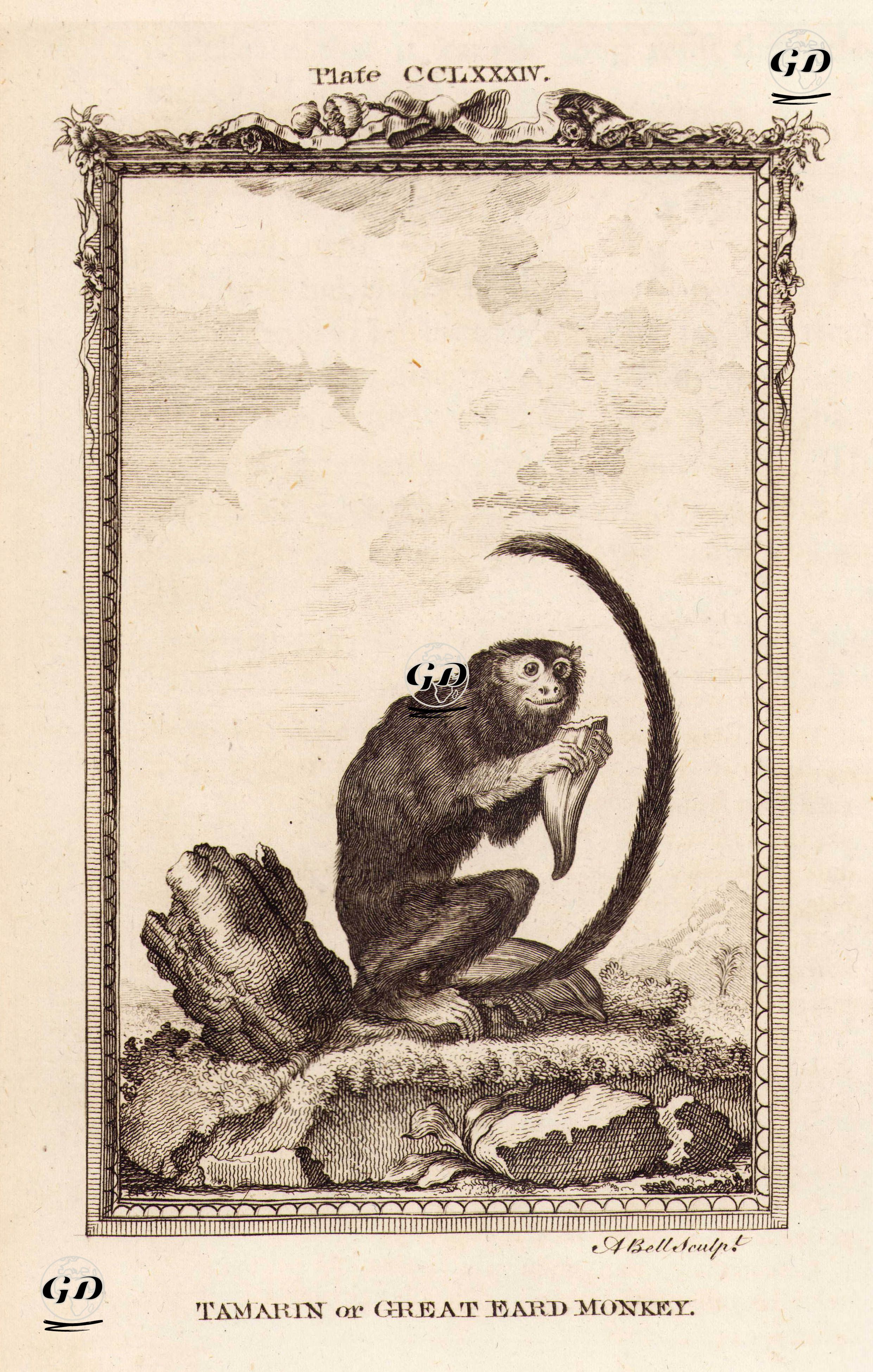 Tamarin Maymunu, Plate CCLXXXIV. - Georges Buffon (1707-1788) - 1780