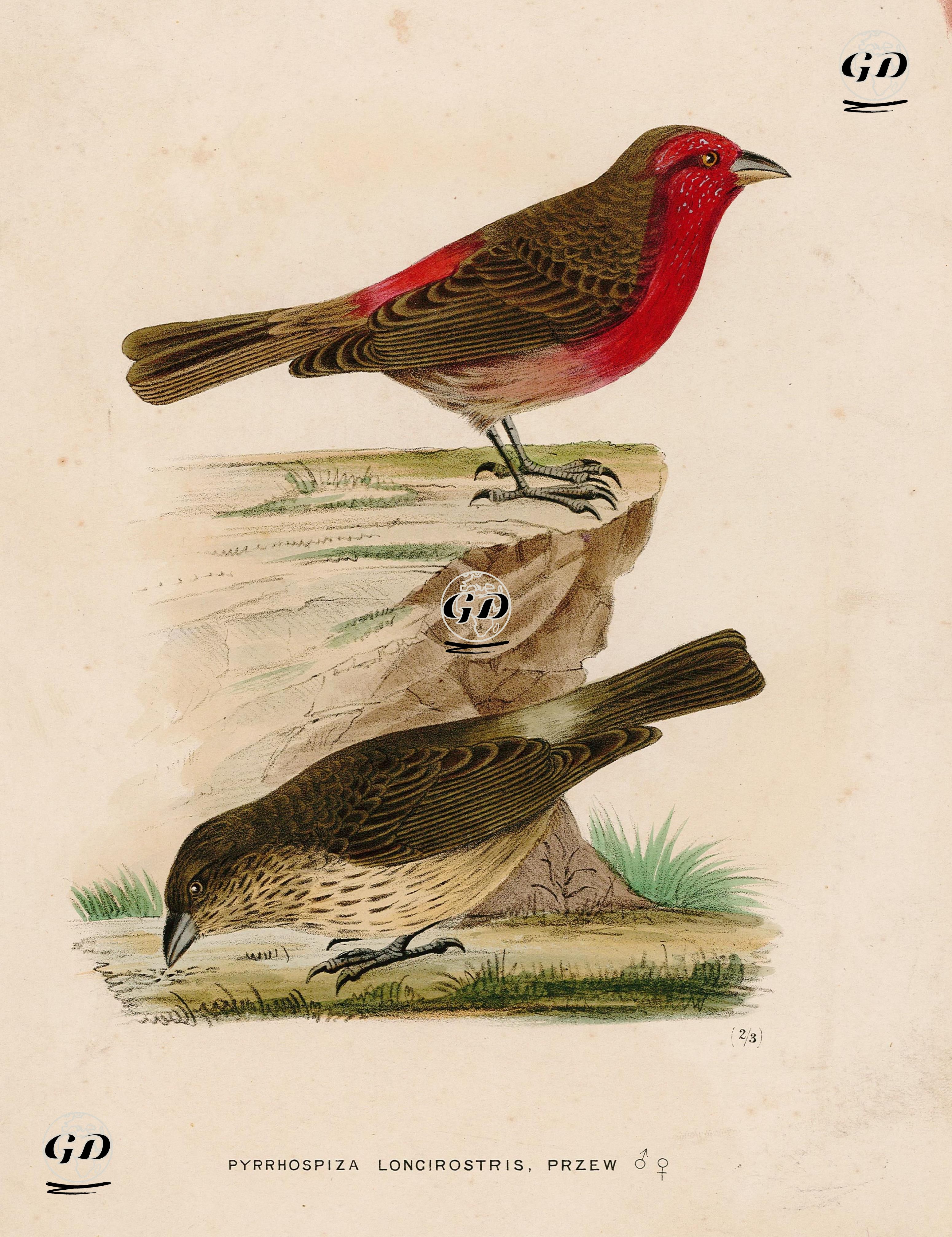 Pyrrhospiza Loncirostris, Przew -  - 1875