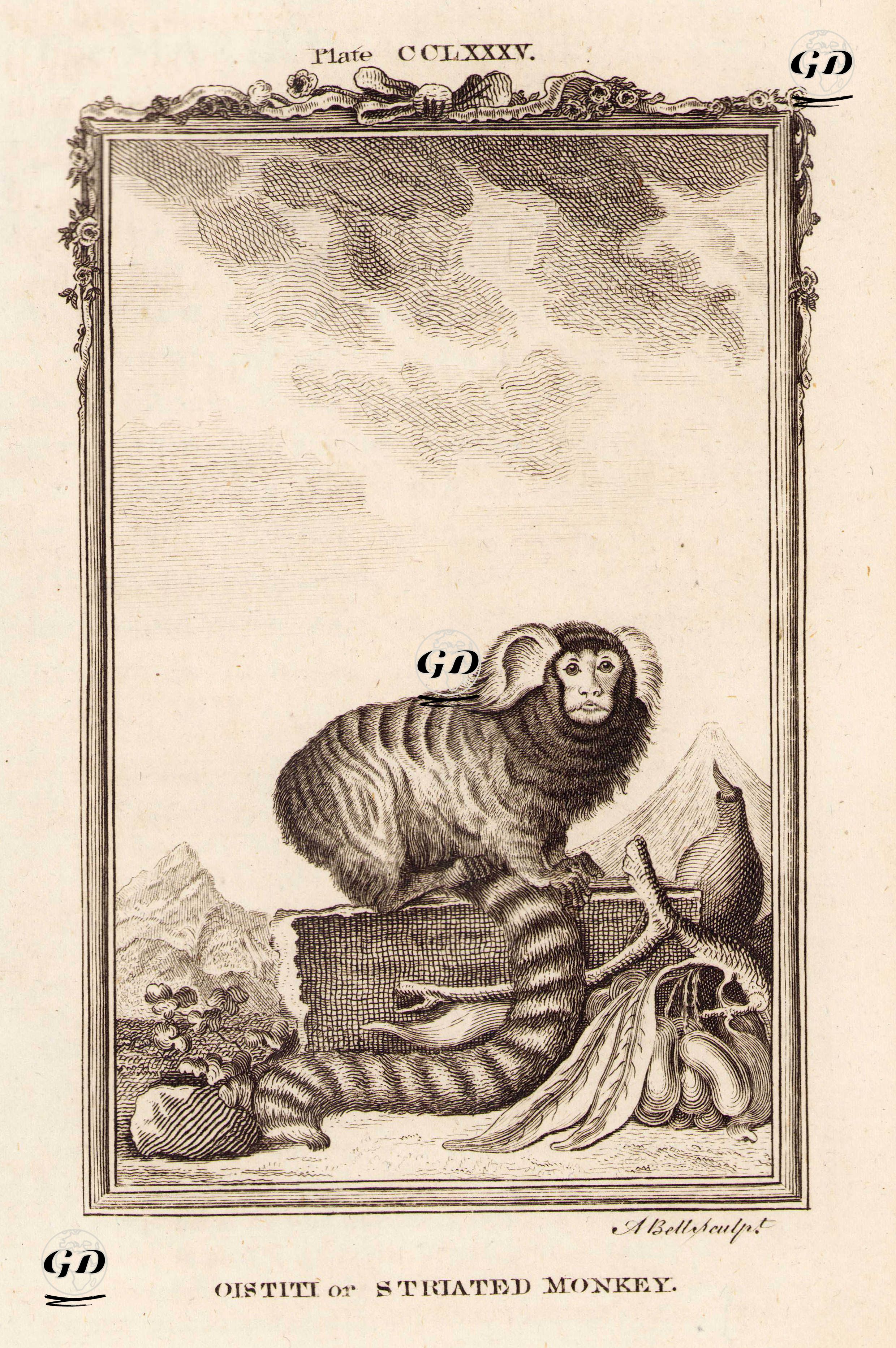 Oistiti Maymunu Ya da Çizgili Maynun, Plate CCLXXXV. - Georges Buffon (1707-1788) - 1780
