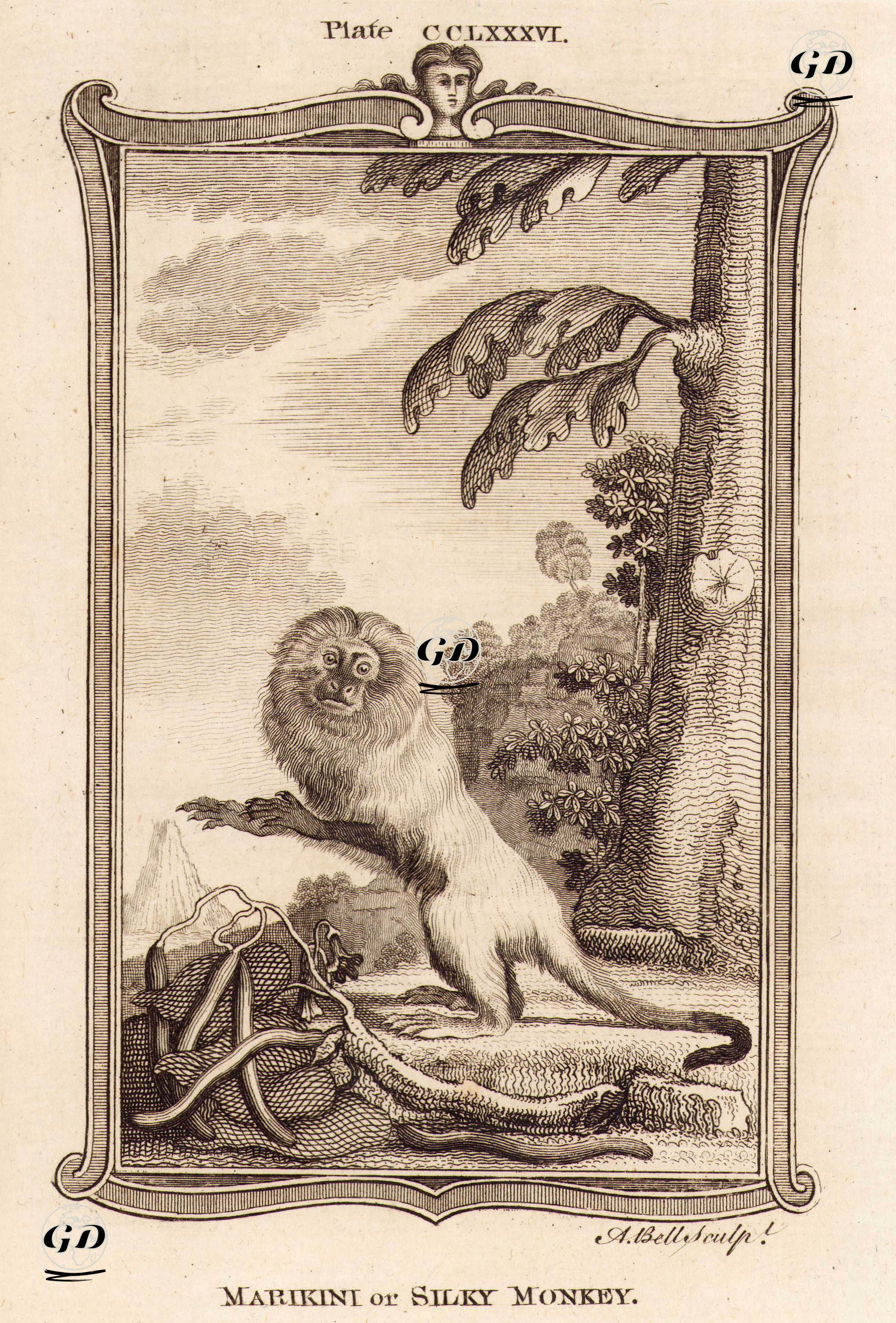Marikini Maymunu Ya da İpeksi Maymun, Plate CCLXXXVI. - Georges Buffon (1707-1788) - 1780