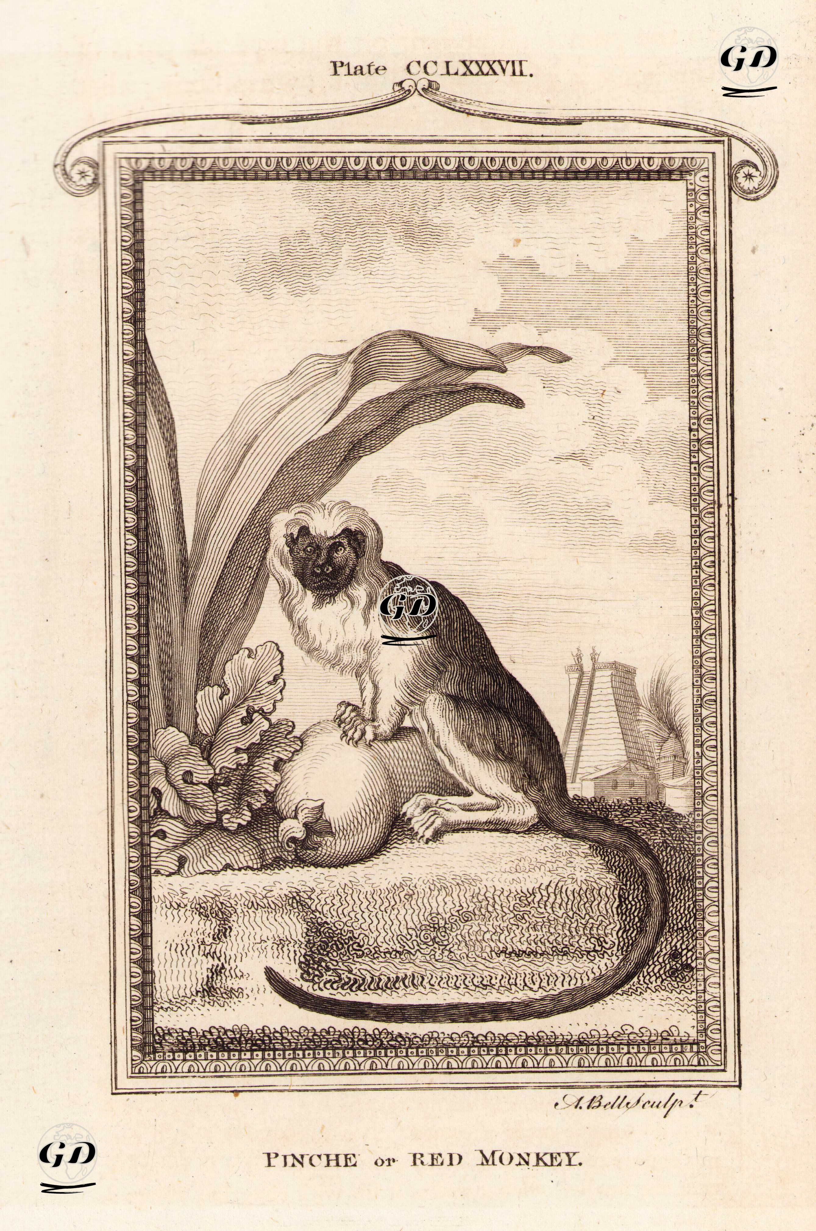 Pinche Maymunu Ya da Kırmızı Maymun, Plate CCLXXXVII. - Georges Buffon (1707-1788) - 1780