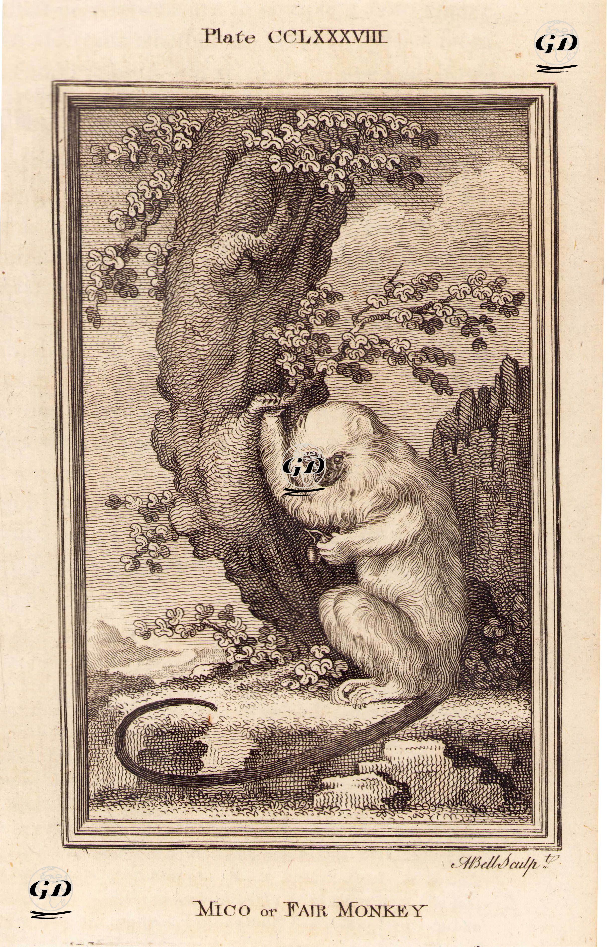 Mico Or Fair Monkey, Plate CCLXXXVIII. - Georges Buffon (1707-1788) - 1780