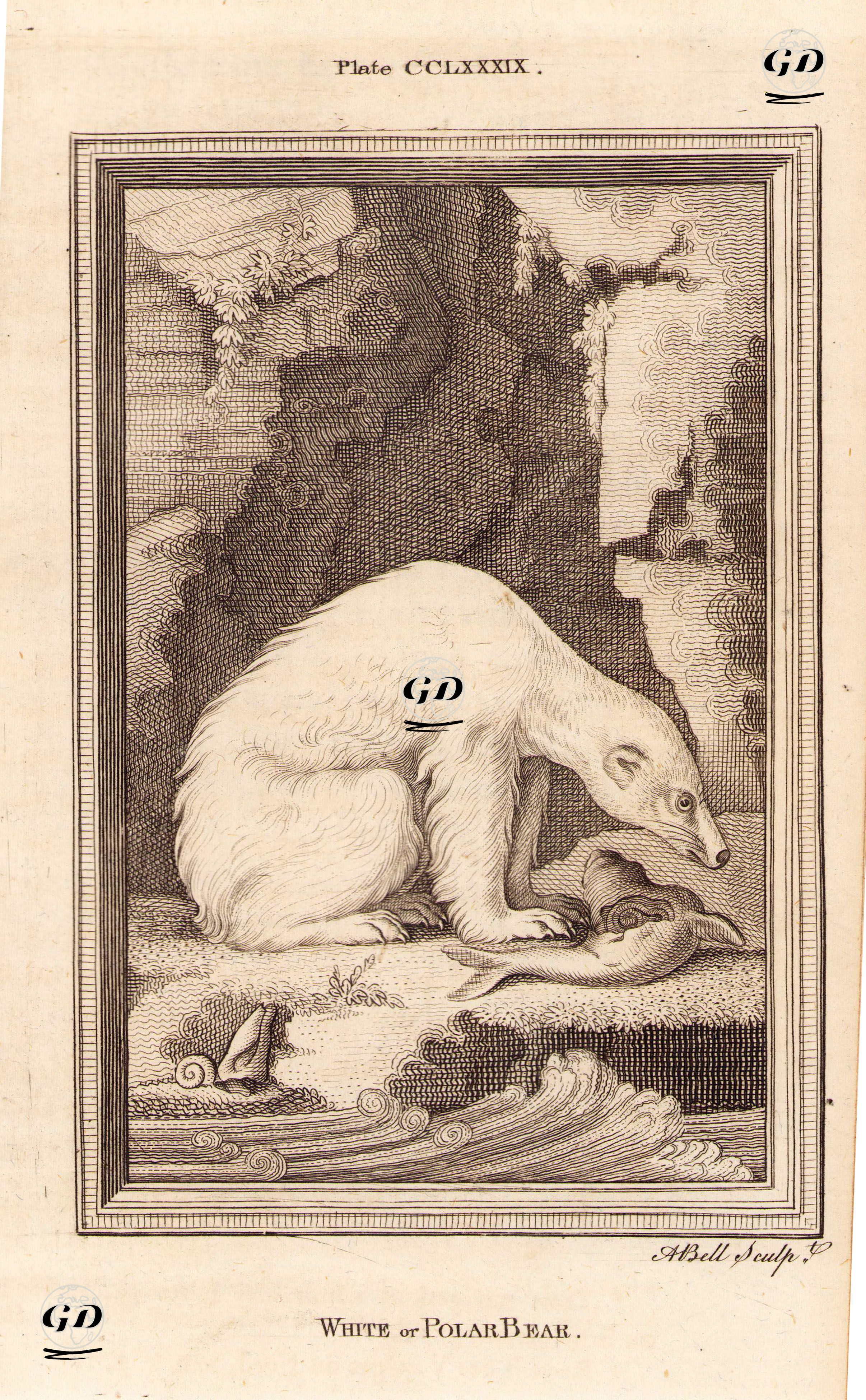White Or Polar Bear, Plate CCLXXXIX. - Georges Buffon (1707-1788) - 1780