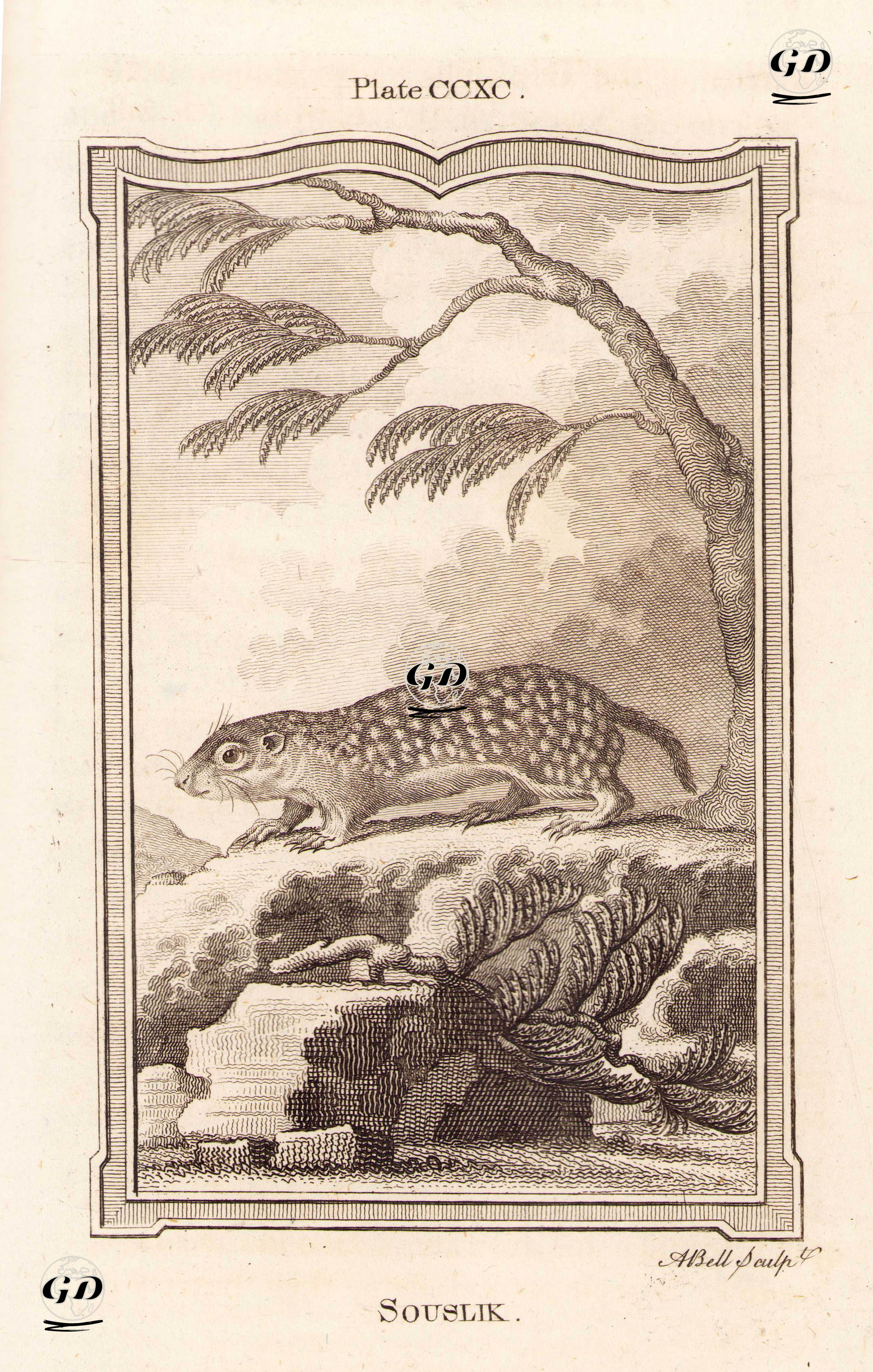 Benekli Yer Sincabı Ya da Benekli Gelengi, Plate CCLXXXX. - Georges Buffon (1707-1788) - 1780