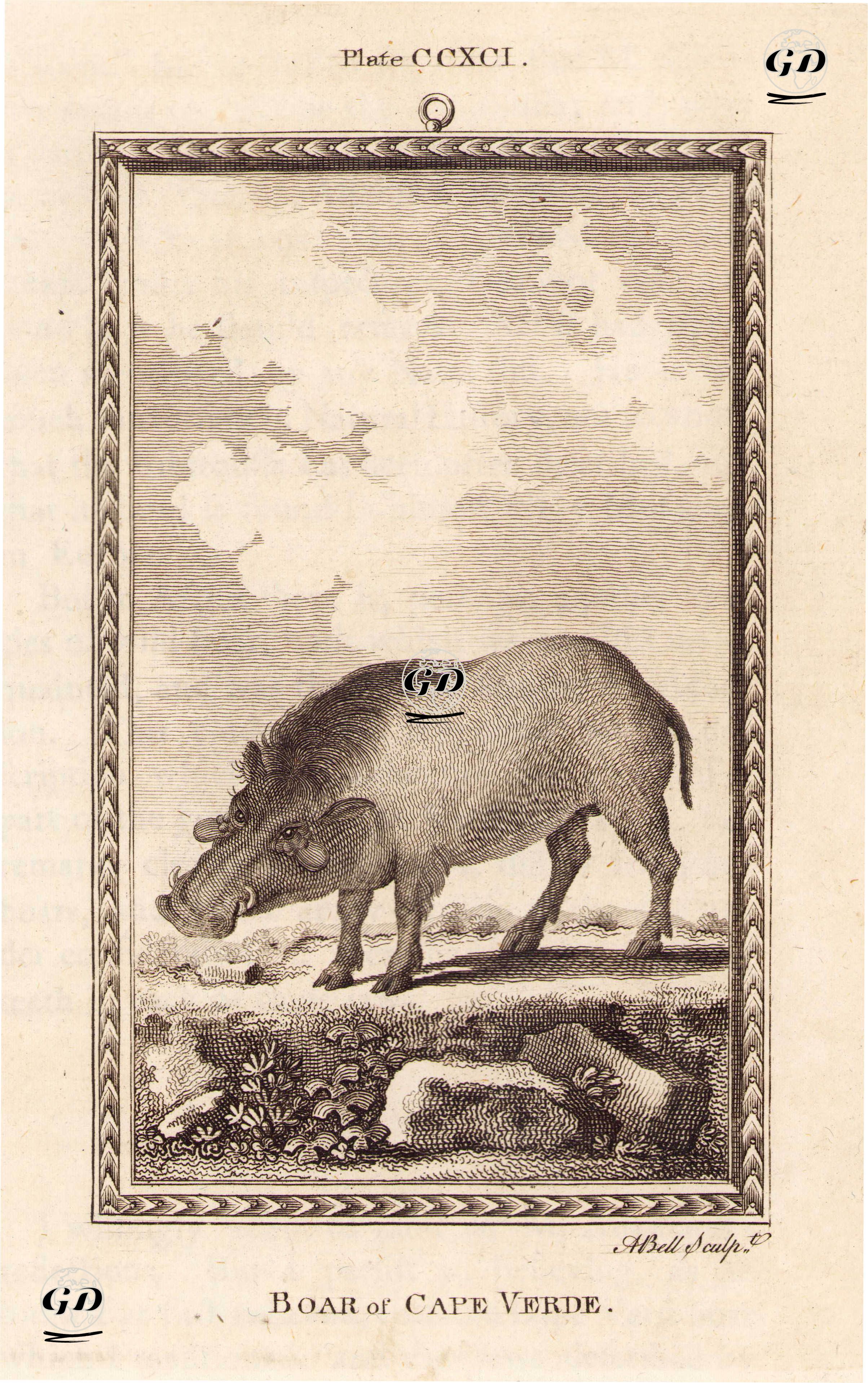 Yeşil Burun (Cape Verde) Adası Yaban Domuzu, Plate CCXCI. - Georges Buffon (1707-1788) - 1780