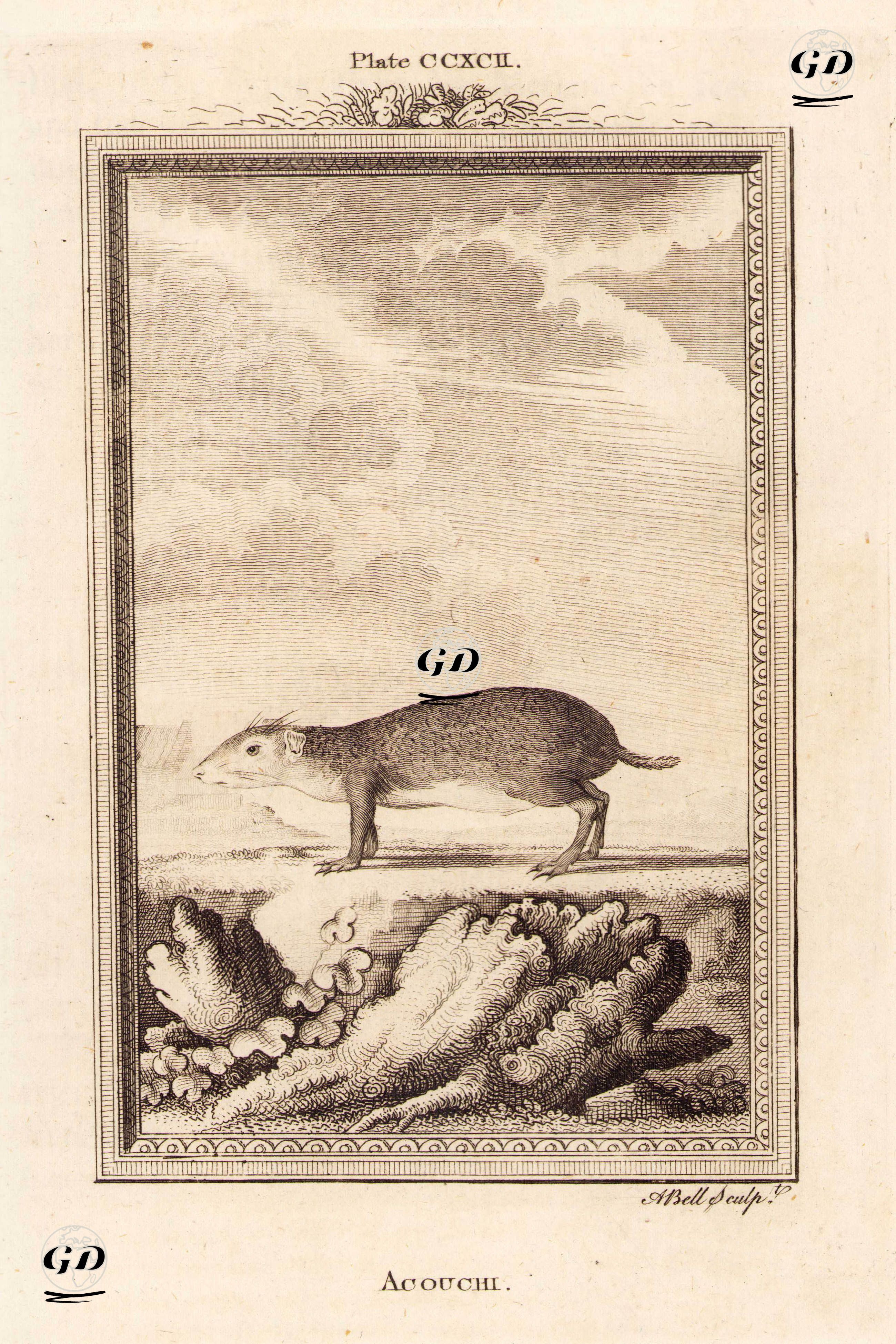 Akuçi, Plate CCXCII. - Georges Buffon (1707-1788) - 1780