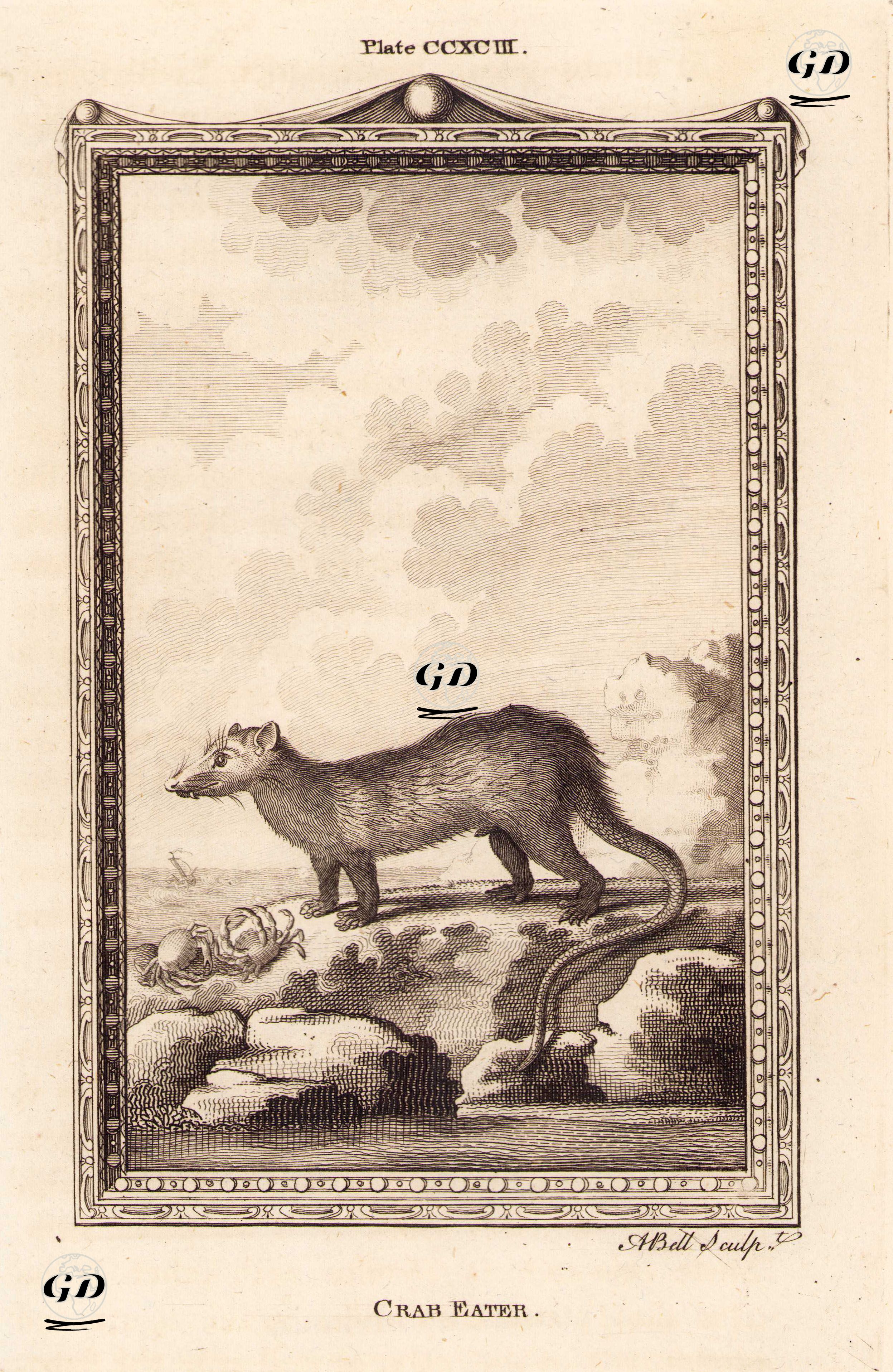 Yengeç Yiyen Rakun Ya da Güney Amerika Rakunu, Plate CCXCIII. - Georges Buffon (1707-1788) - 1780