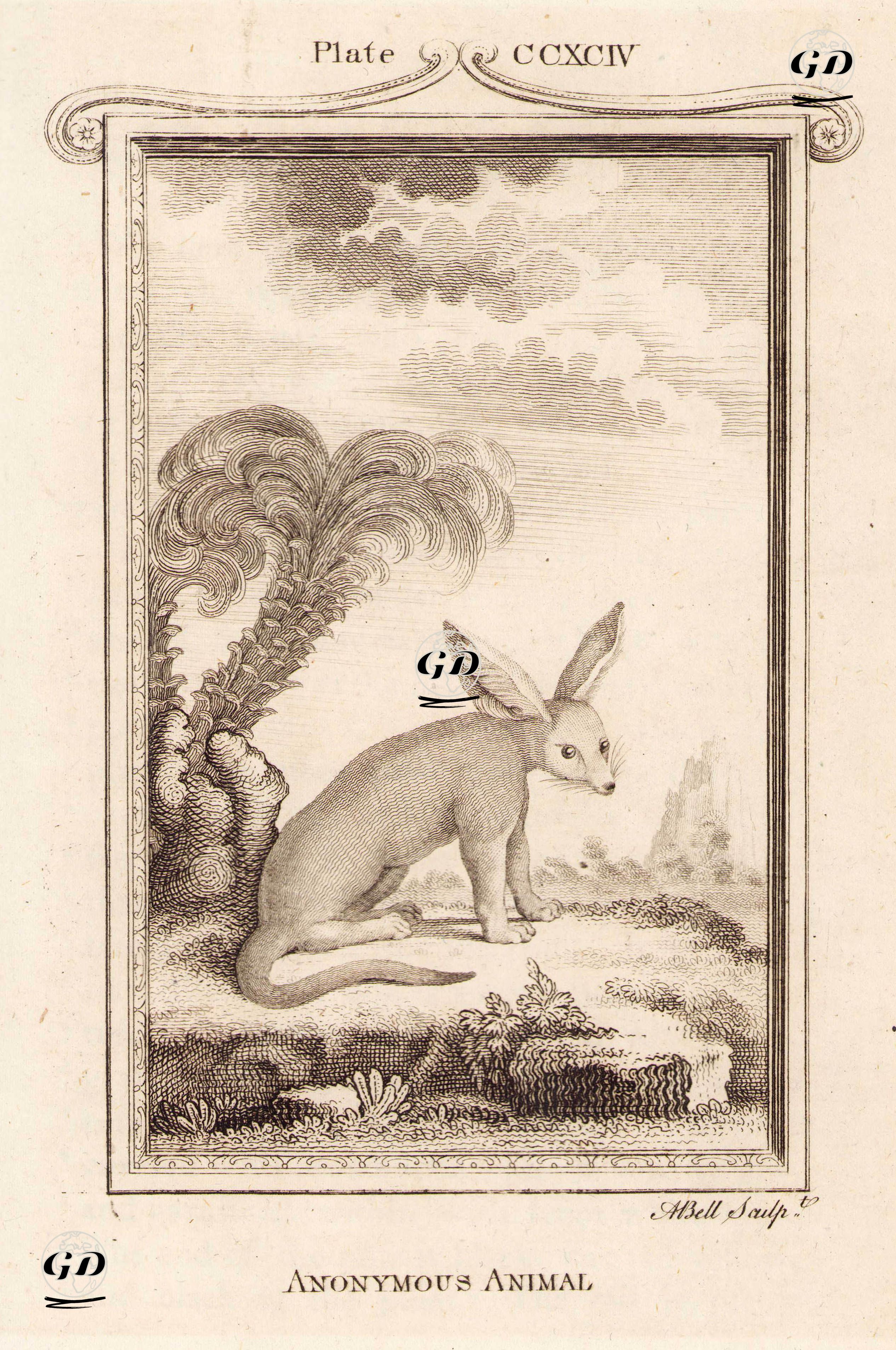 Adı Bilinmeyen Hayvan, Plate CCXCIV. - Georges Buffon (1707-1788) - 1780