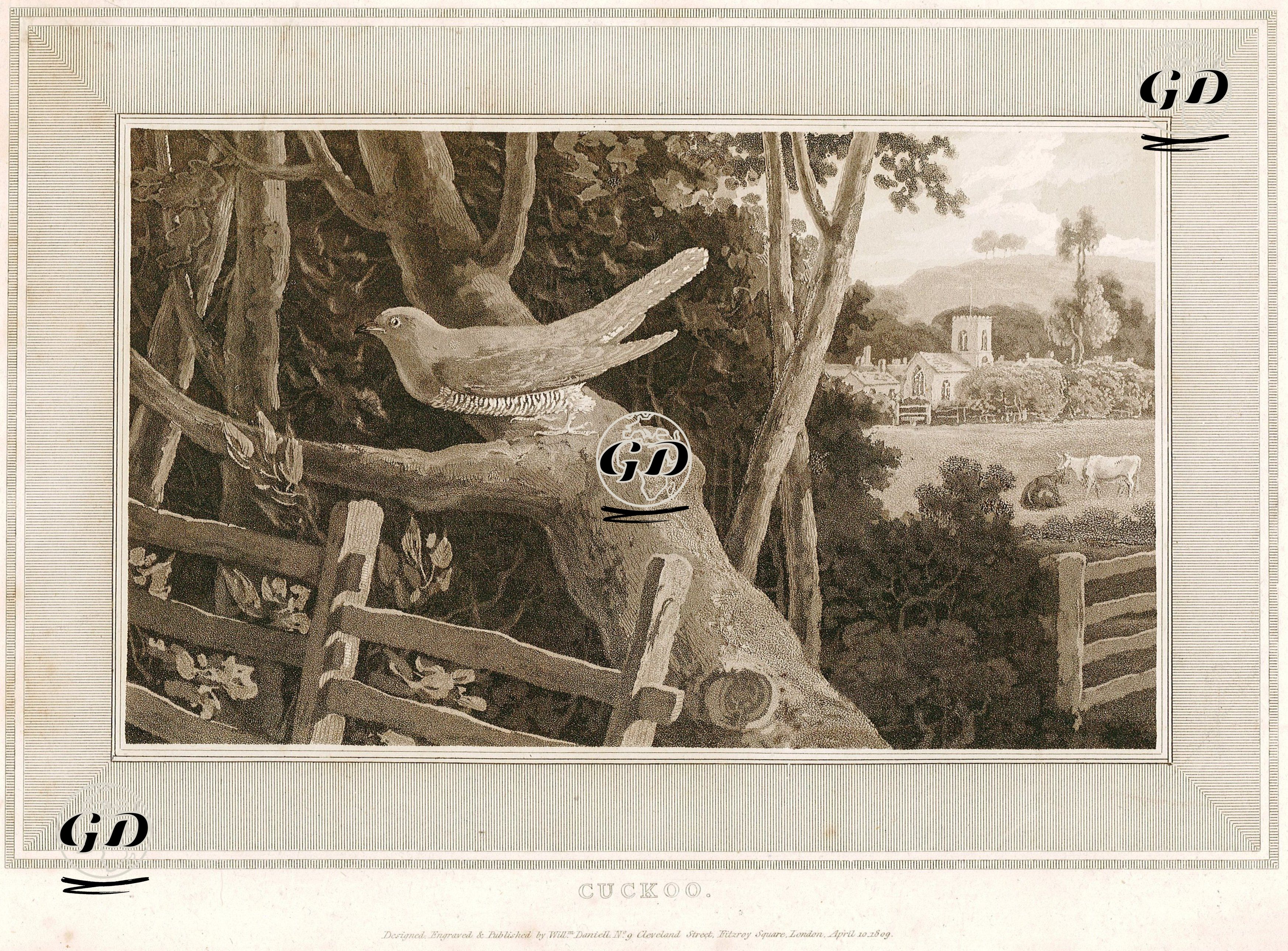 Guguk Kuşu -  - 1809