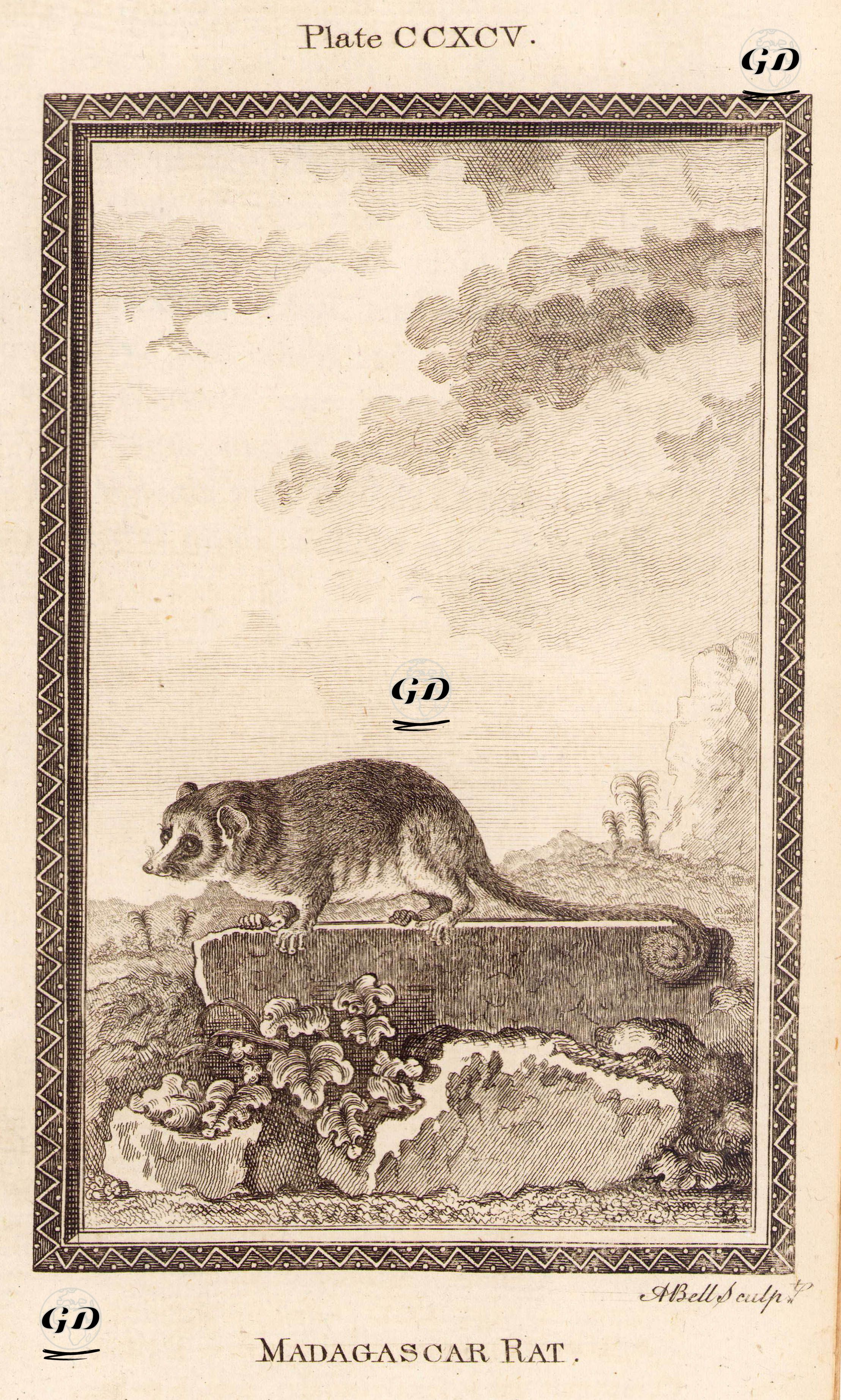 Madagaskar Faresi, Plate CCXCV. - Georges Buffon (1707-1788) - 1780