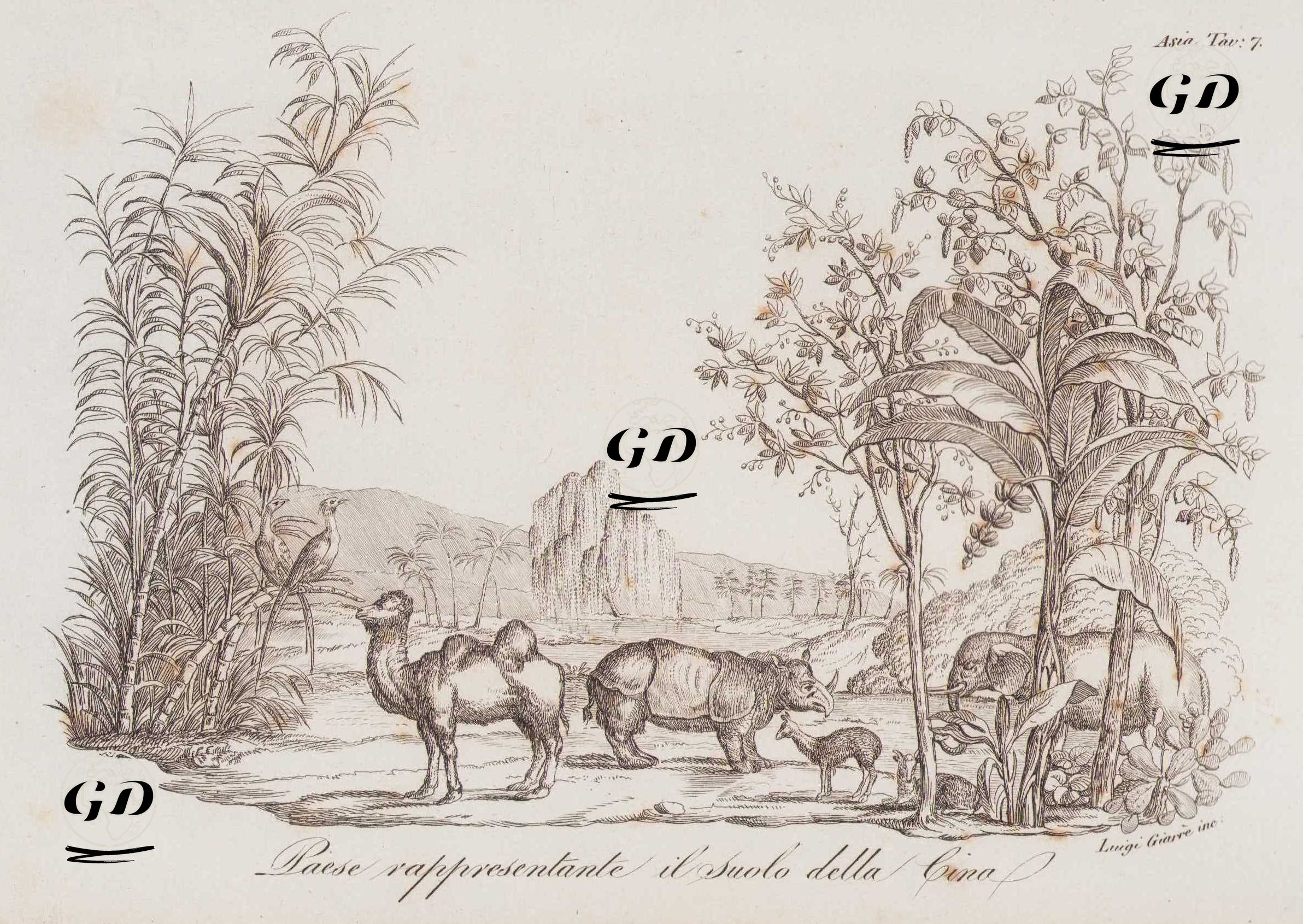 Paese Rappresentante il Suolo Della Bina, Asia Tav.7. (Fauna and Flora of Asia, Elephant, Rhinoceros, Camel, Deer and Bamboo) -  - 1820's-1840's