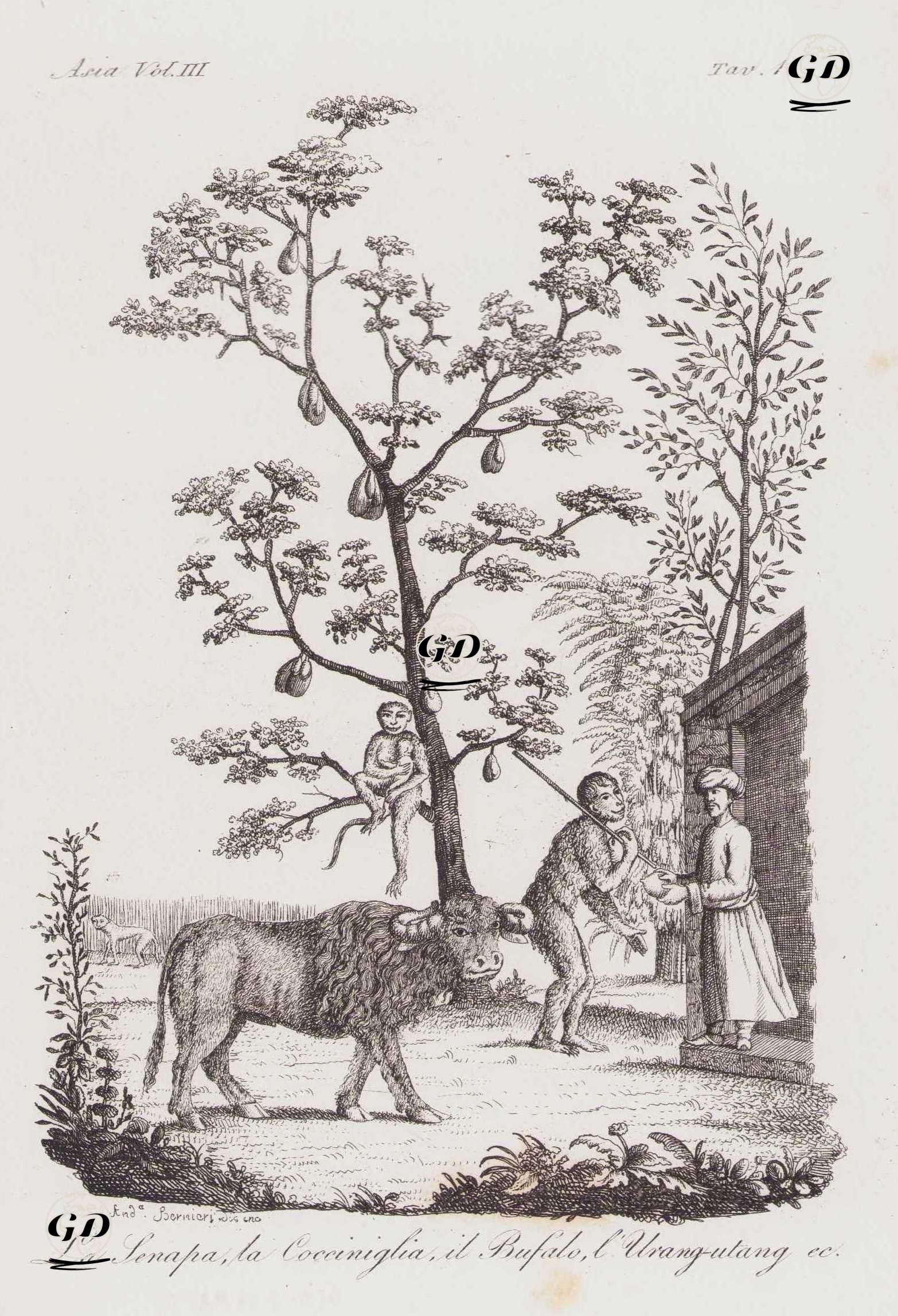 Asya'nın Fauna ve Florası, Buffalo, Orangutan, Nefesi Ağacı (Jackfruit) ve Hardal, Asya Cilt III. Resim 1. -  - 1820's-1840's