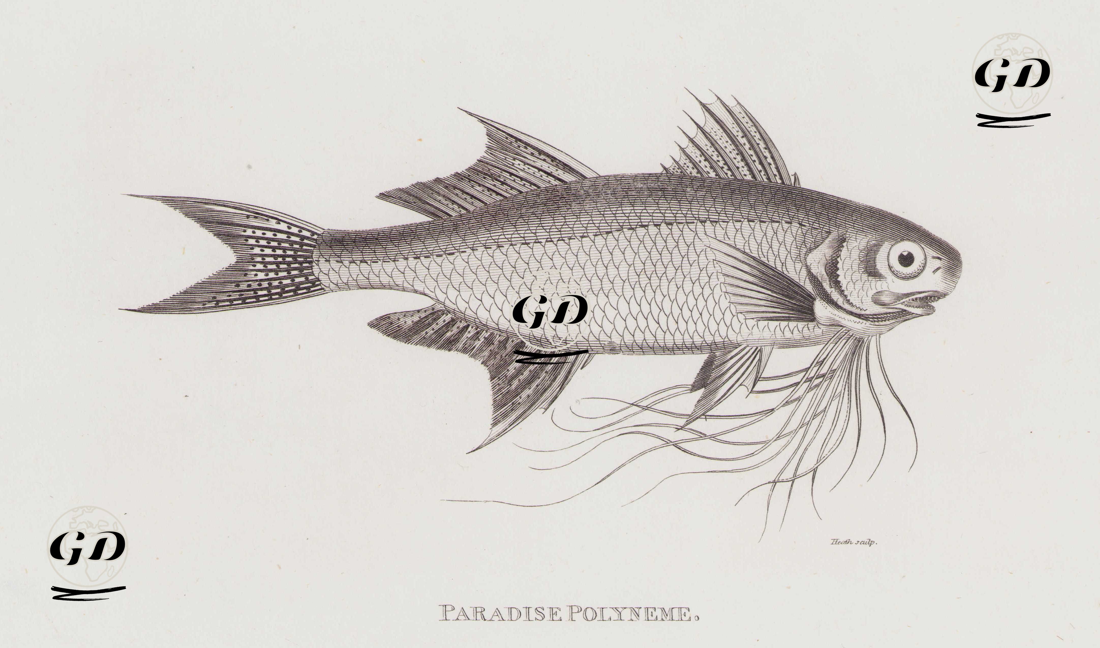 Paradise Polyneme (Cennet Threadfin ?) -  - 1804