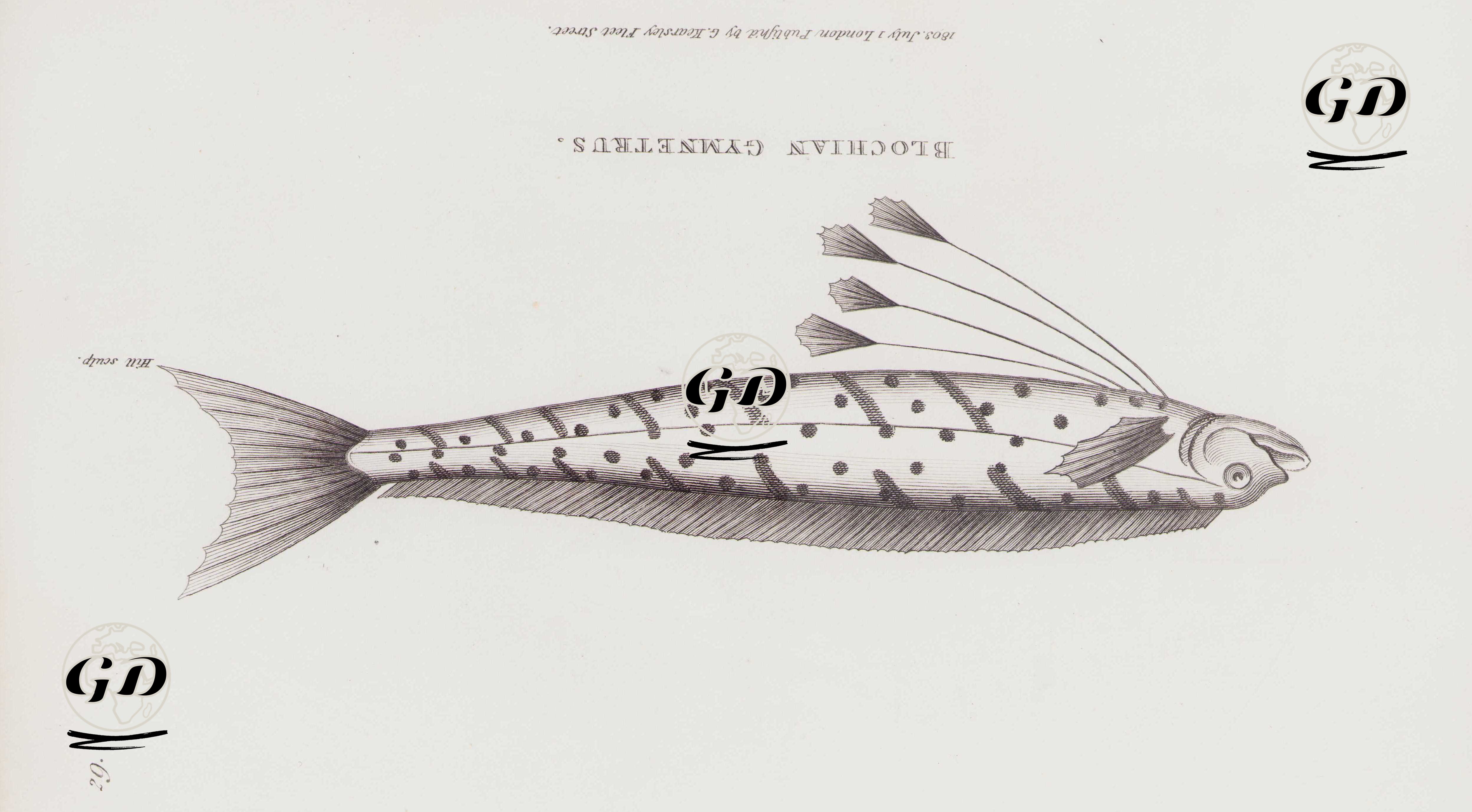Blochian Gymnetrus -  - 1804