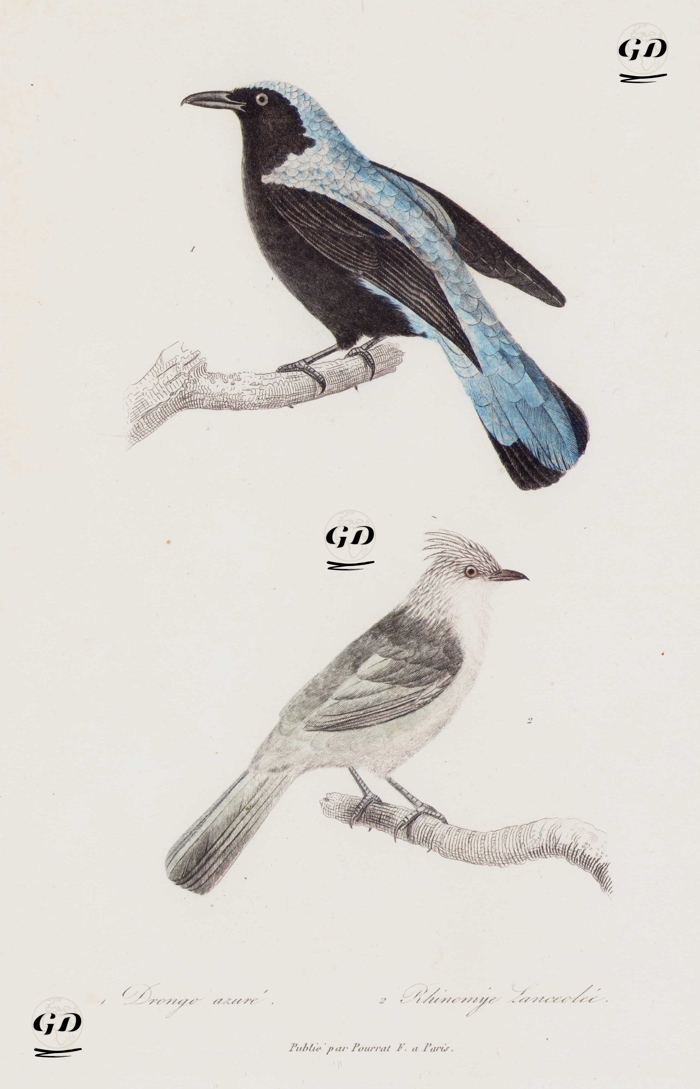 Filipin Drongosu (Balicassiao)-Tepeli Gallito (Tepeli Piliç Tapakolası) - Georges Buffon (1707-1788) - 1838