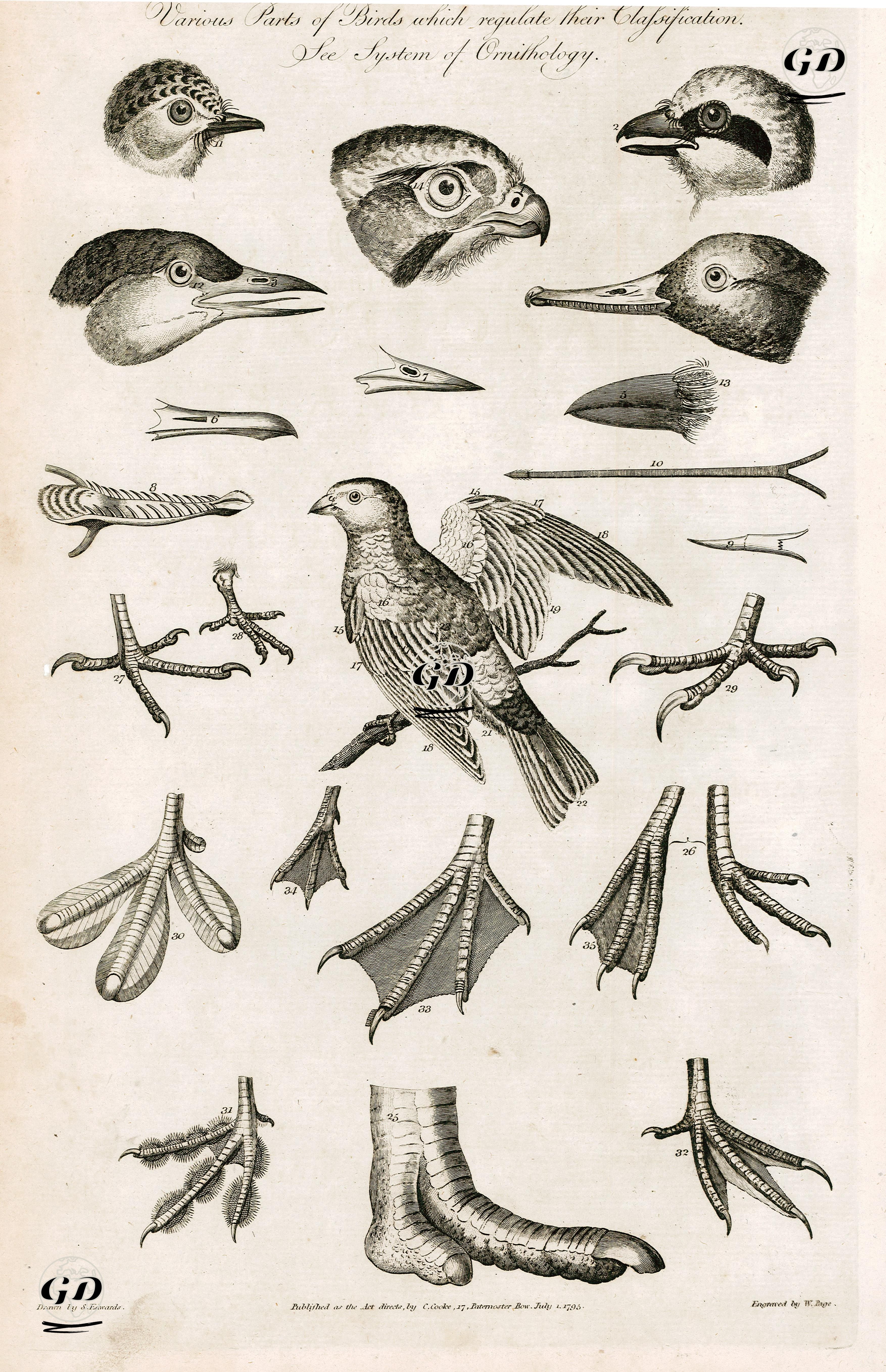 Various Parts Of Birds Which Regulate Their Classification, The System Of Ornithology - Sydenham Edwards (1768-1819) - 1795