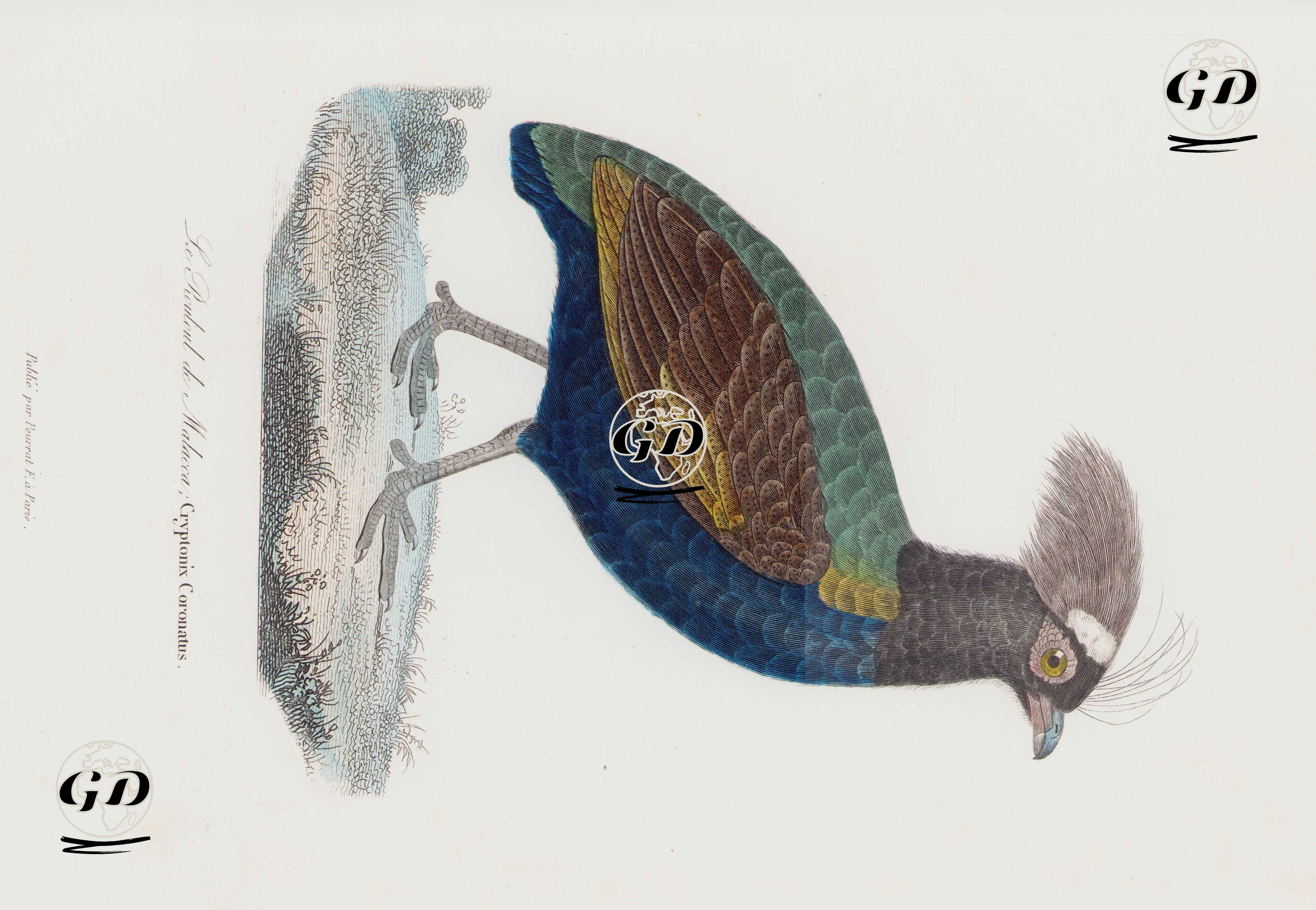 Le Rouloul de Malacca, Cryptonix Coronatus (Crested Partridge, Rollulus Rouloul) - Georges Buffon (1707-1788) - 1838
