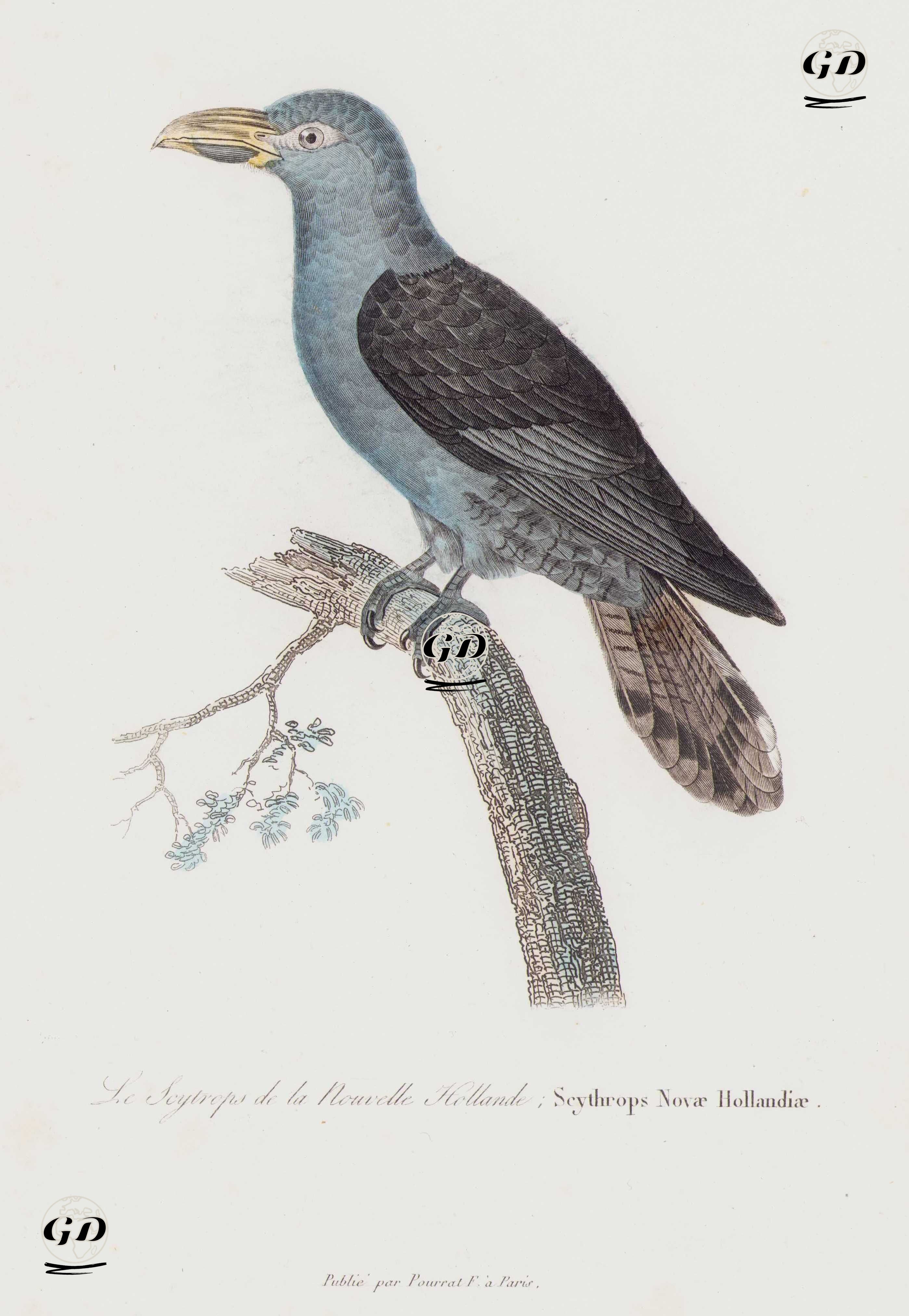 Le Scytrops de la Nouvelle Hollande, Scythrops Novae Hollandiae (Channel-Billed Cuckoo) - Georges Buffon (1707-1788) - 1838