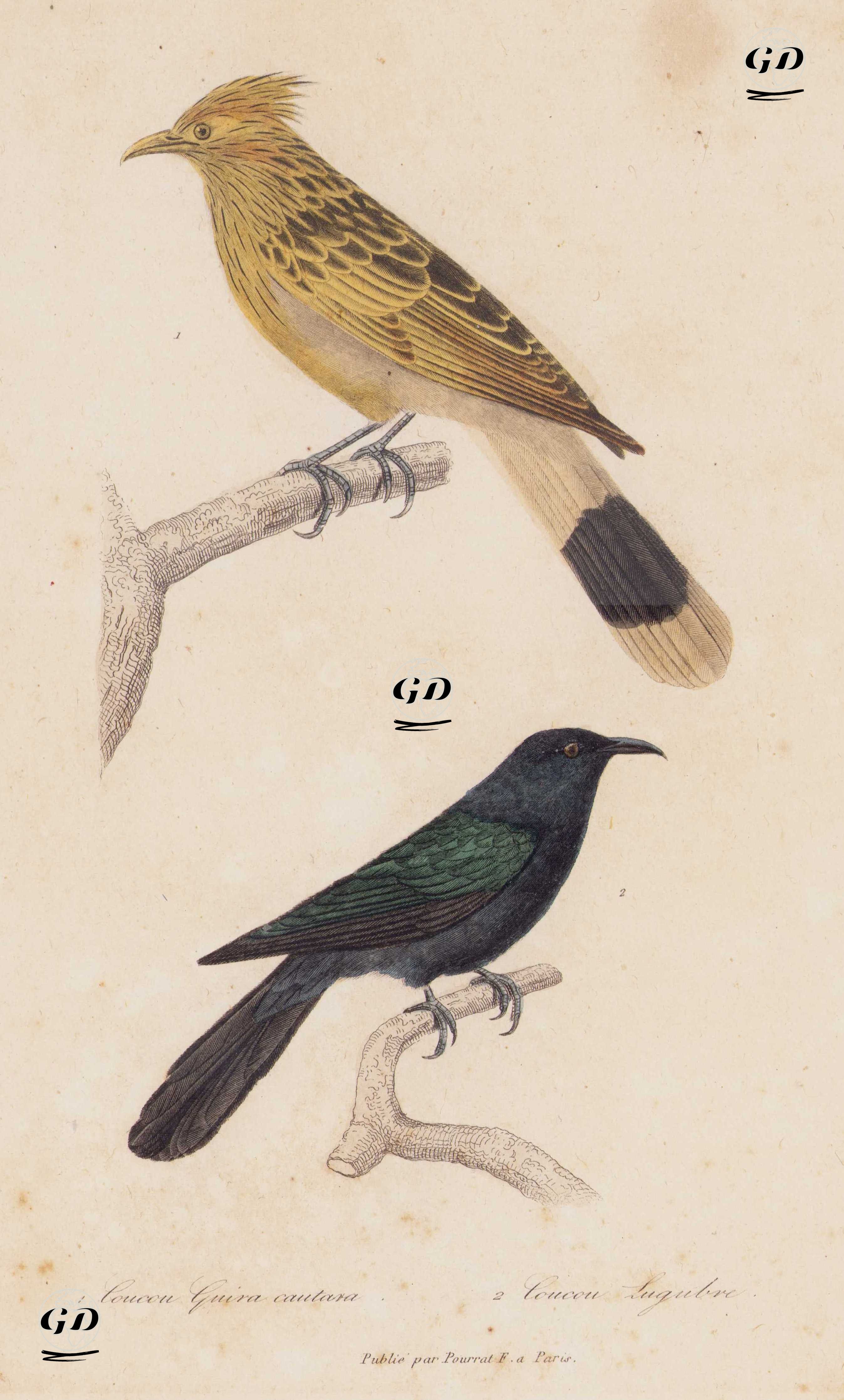 Guira Guguk Kuşu-Kara Guguklu - Georges Buffon (1707-1788) - 1838