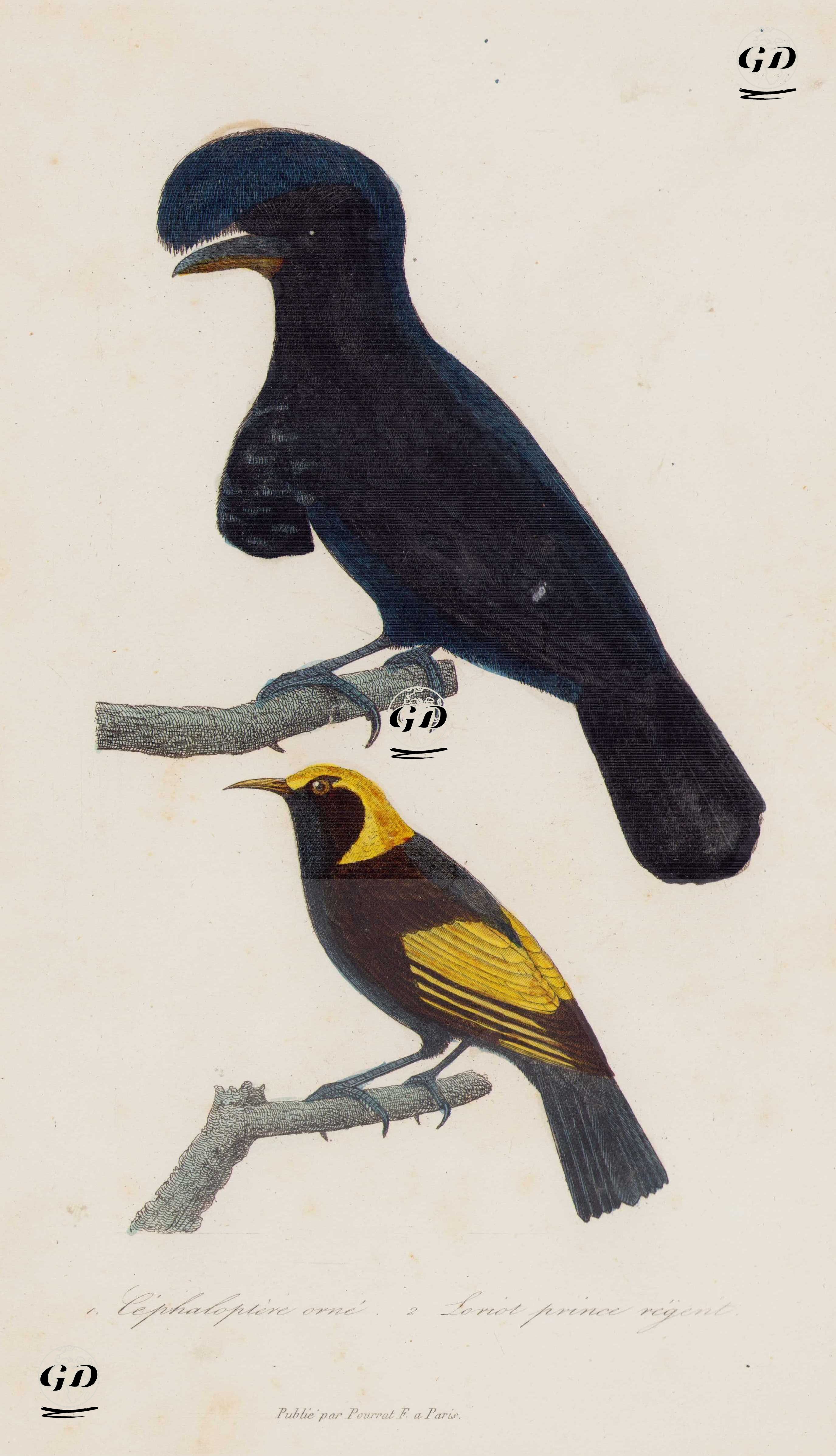 Cephalopterus Orne (Amazonian umbrellabird)-Loriot Prince Regent (Regent Bowerbird) - Georges Buffon (1707-1788) - 1838
