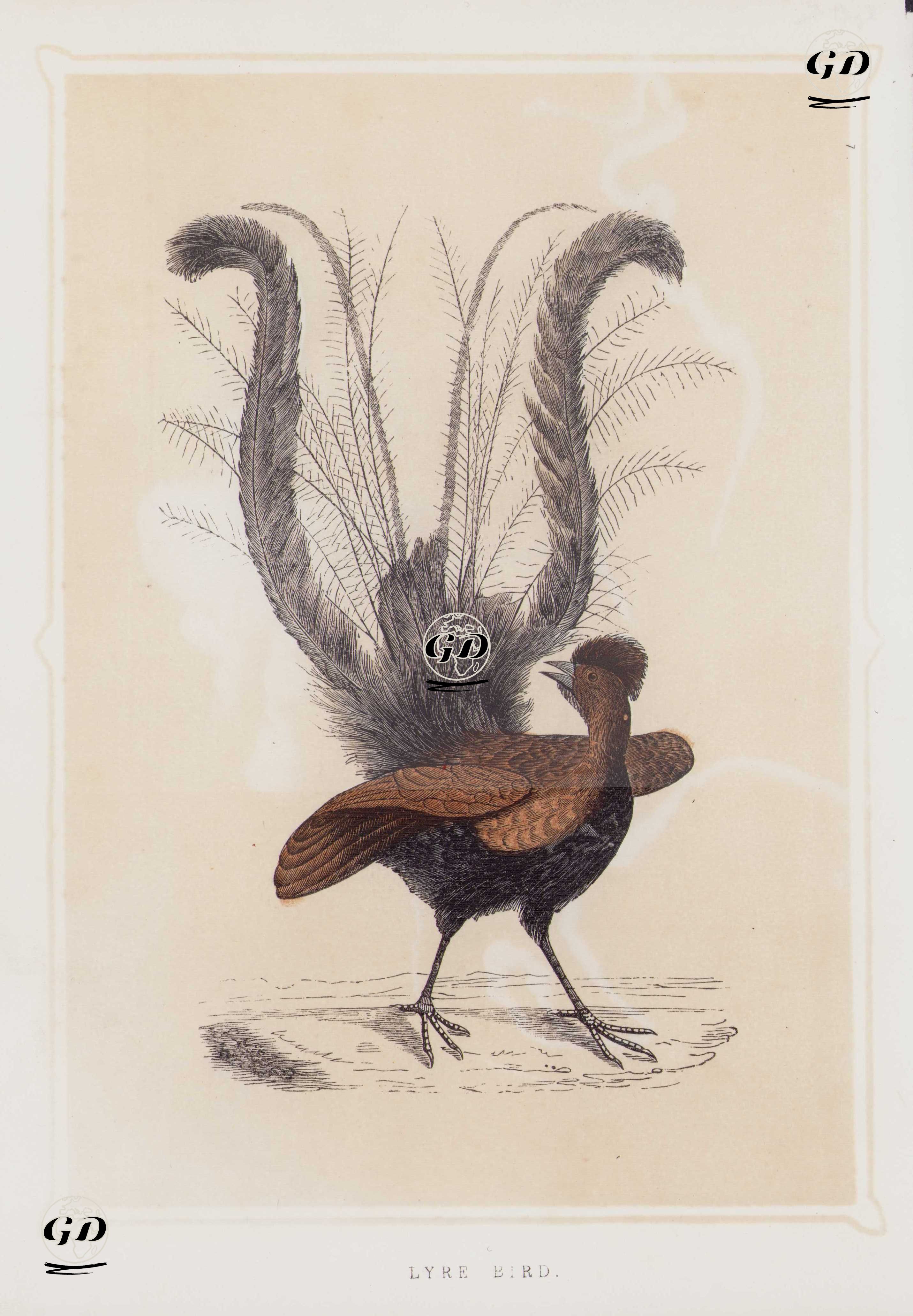 Lyre Bird -  - 1856