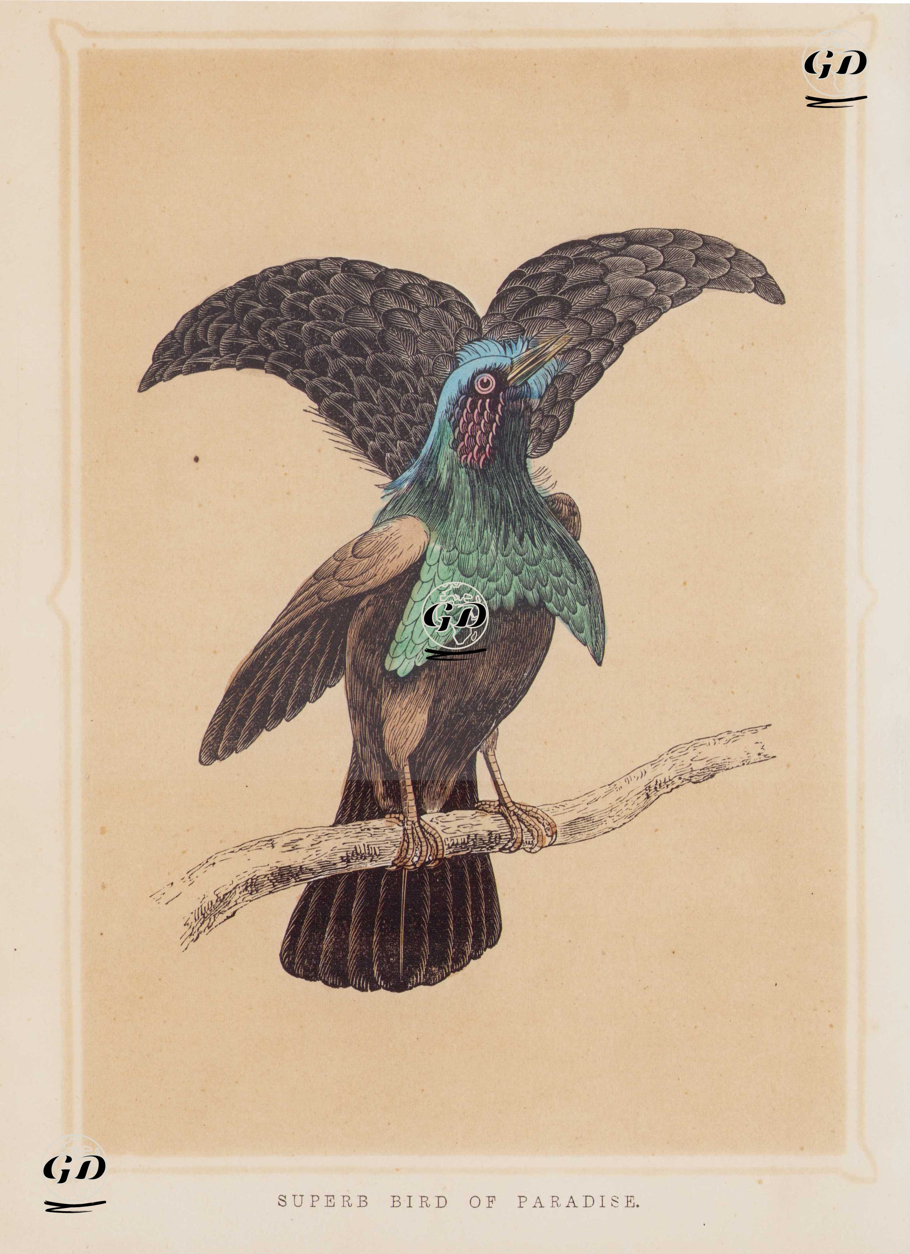 Muhteşem Cennet Kuşu -  - 1856