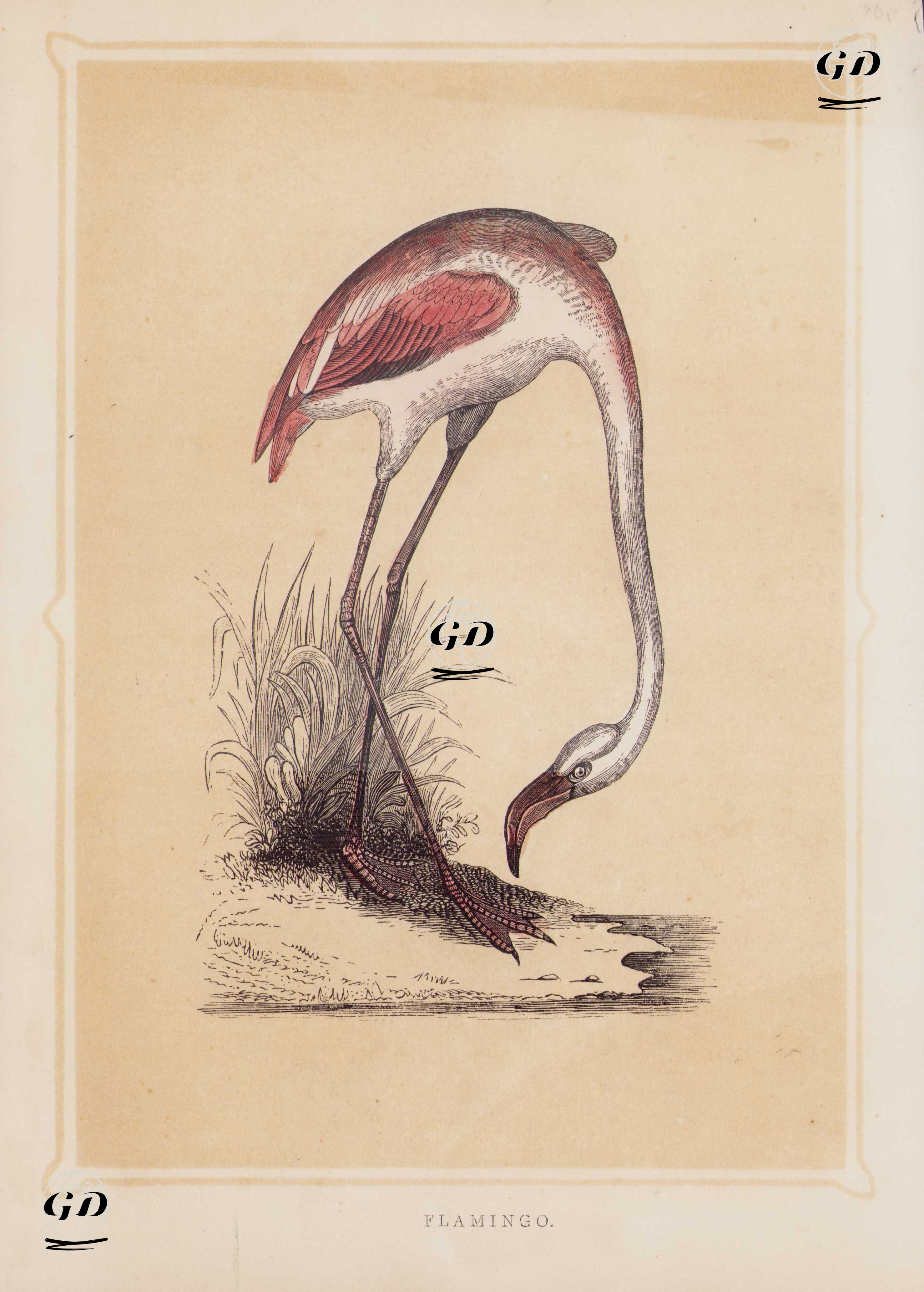 Flamingo -  - 1856