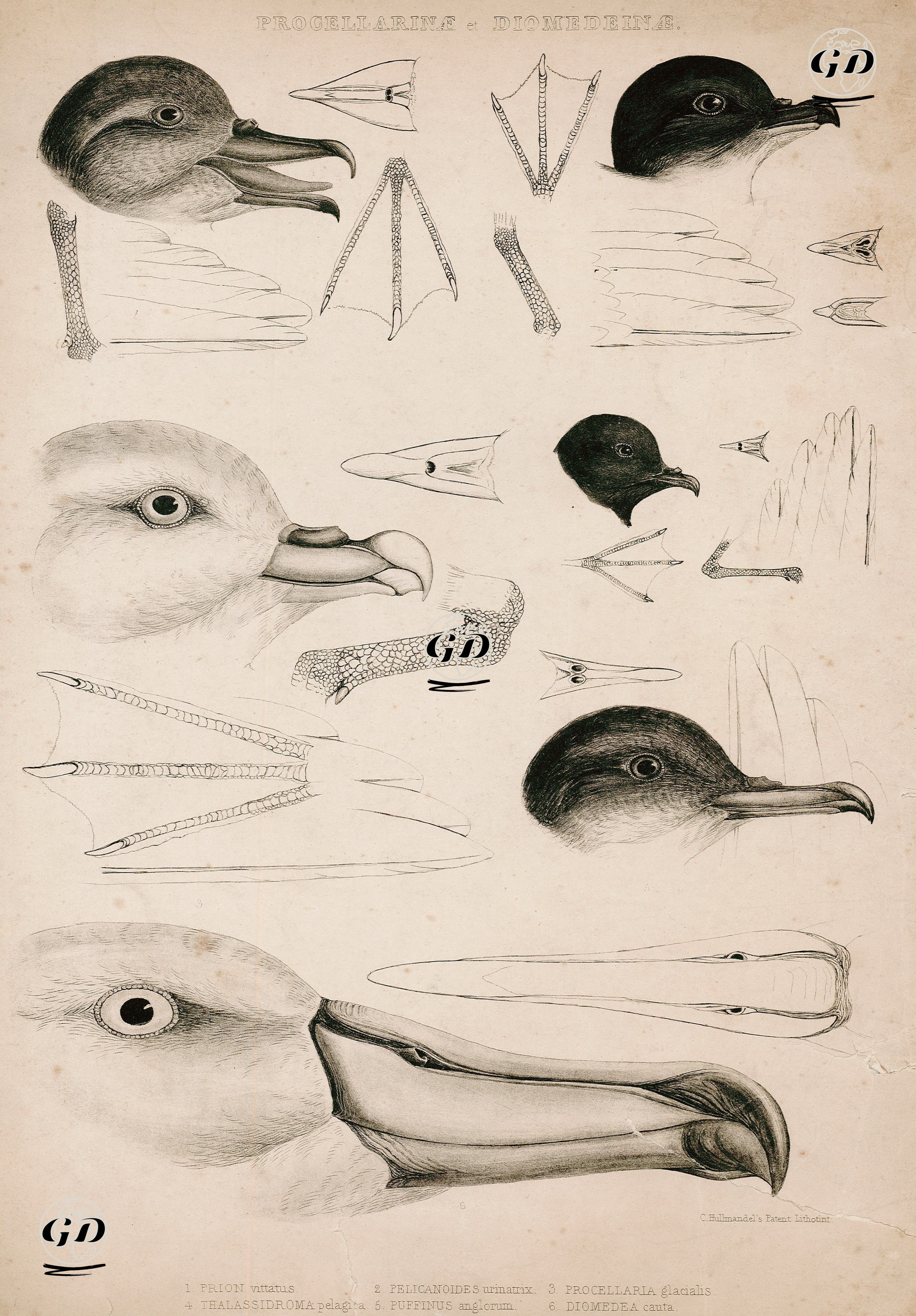 Progellarinae Et Diomedeinae-Prion Vittatus, Pelicanodies Urinatrix, Procellaria Glacialis, Thallassidroma Pelagina,
 Puffinus Anglorum, Diomedea Cauta -  - 1849