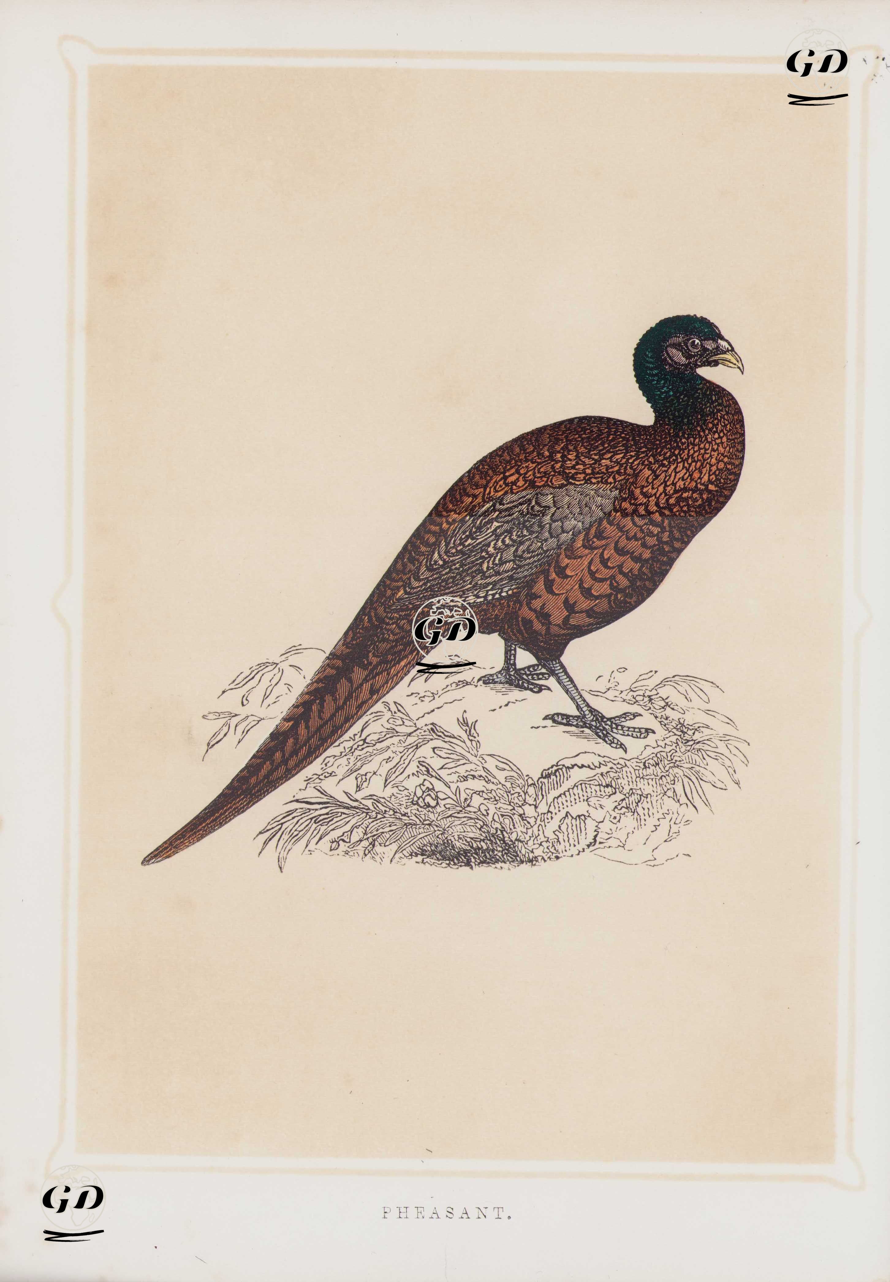 Sülün Kuşu -  - 1856