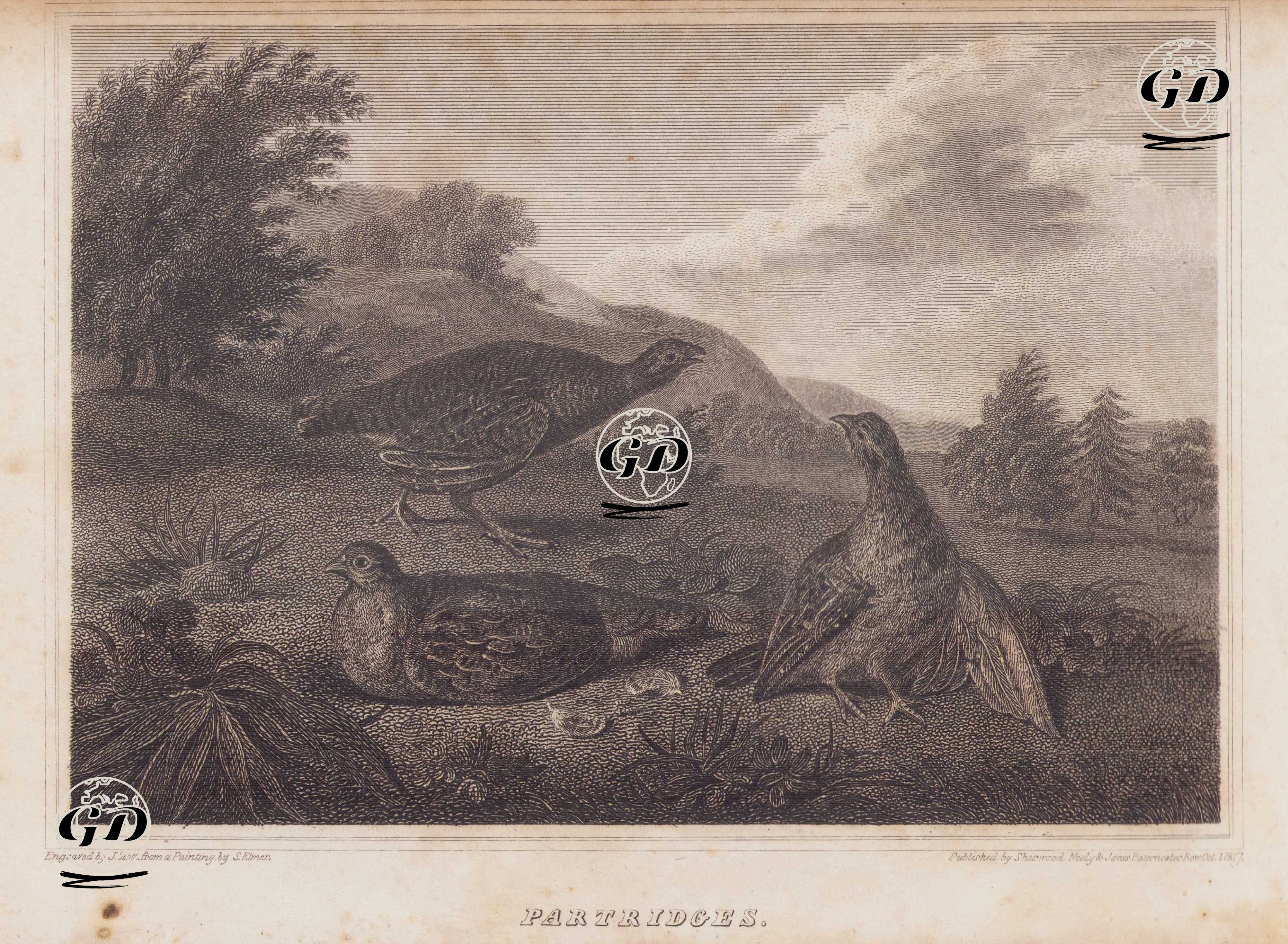 Partridges - Stephen Elmer (1717-1796) - 1817