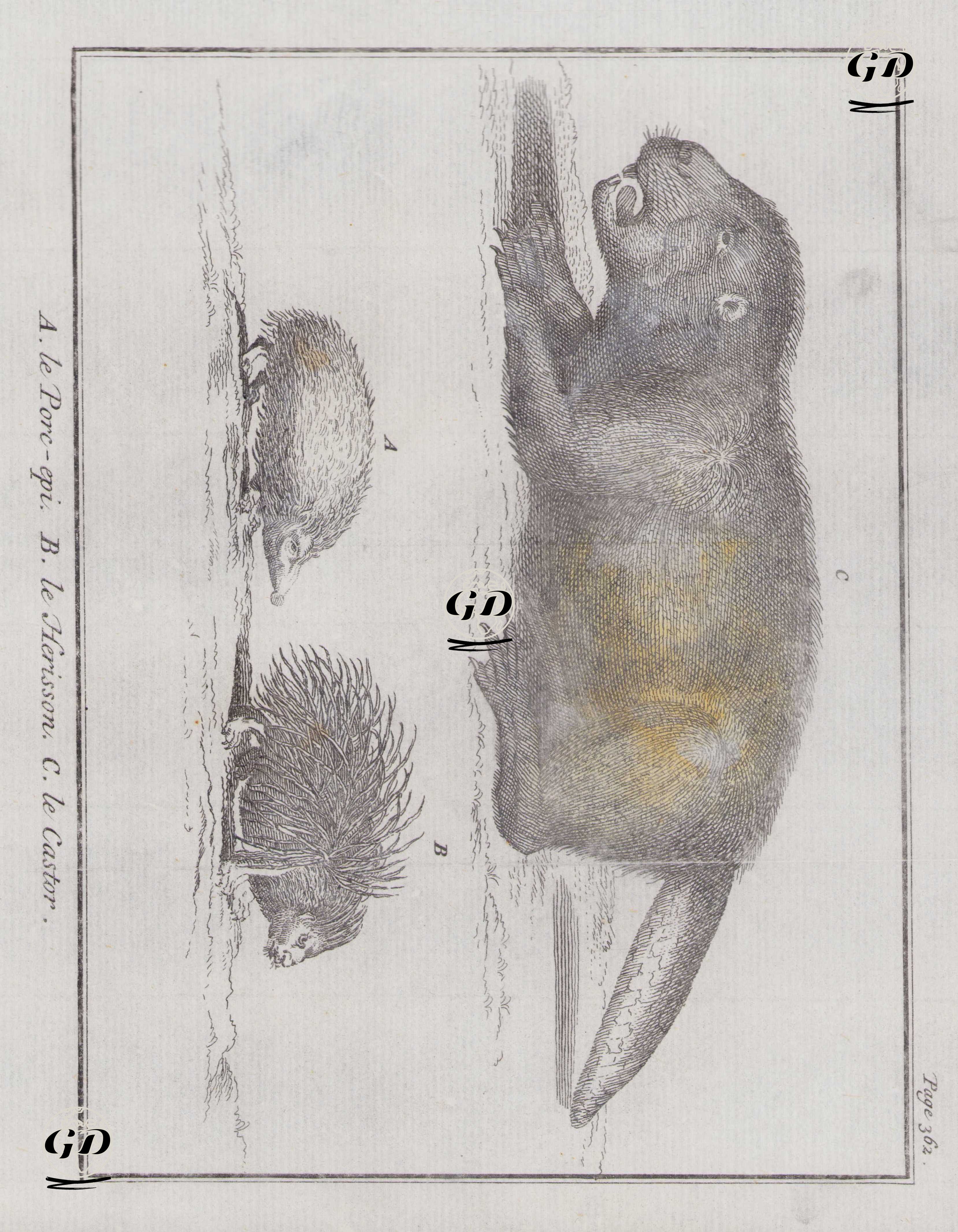 A-Oklu Kirpi B-Kirpi C-Kunduz -  - 1714