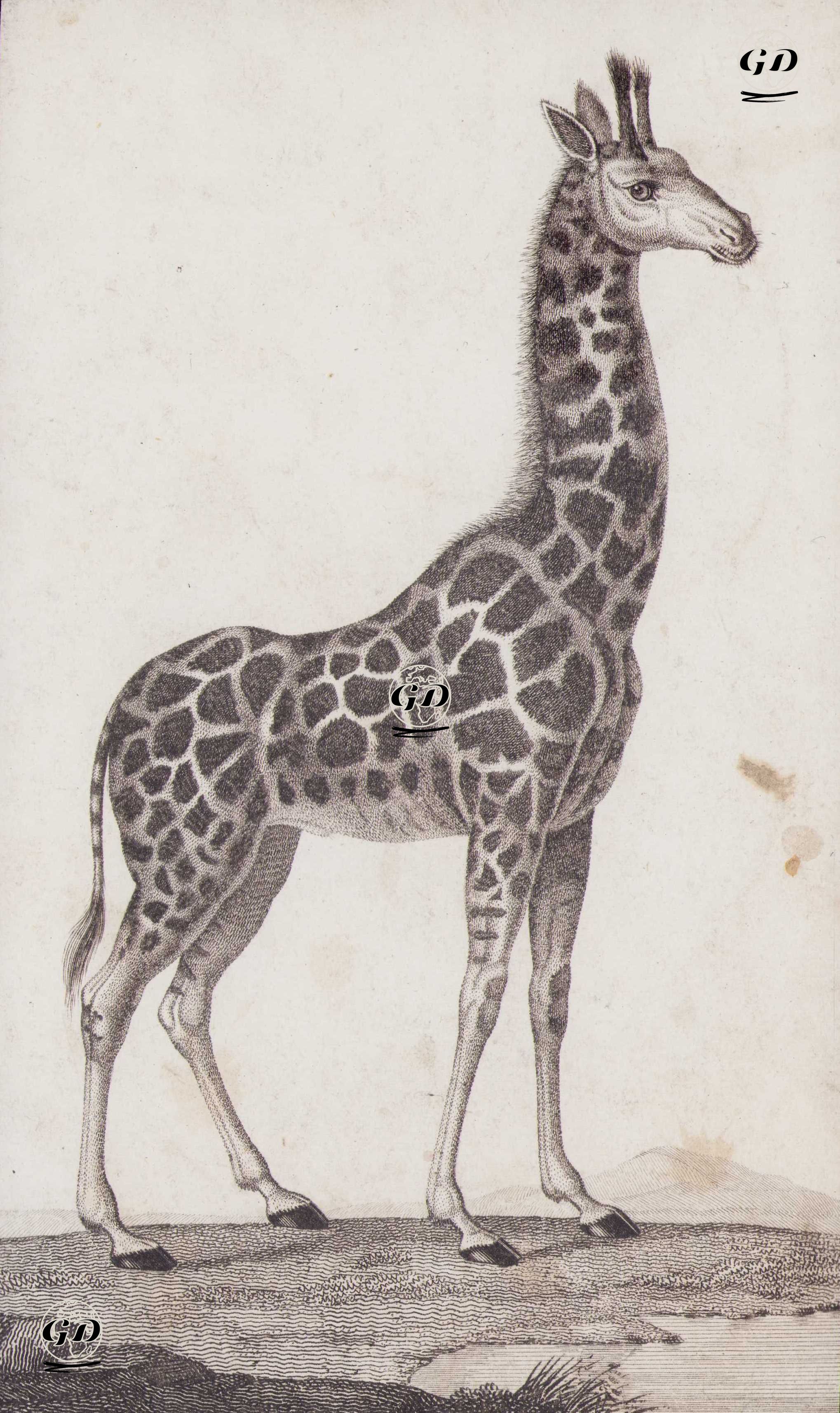 Zürafa -  - 1850's