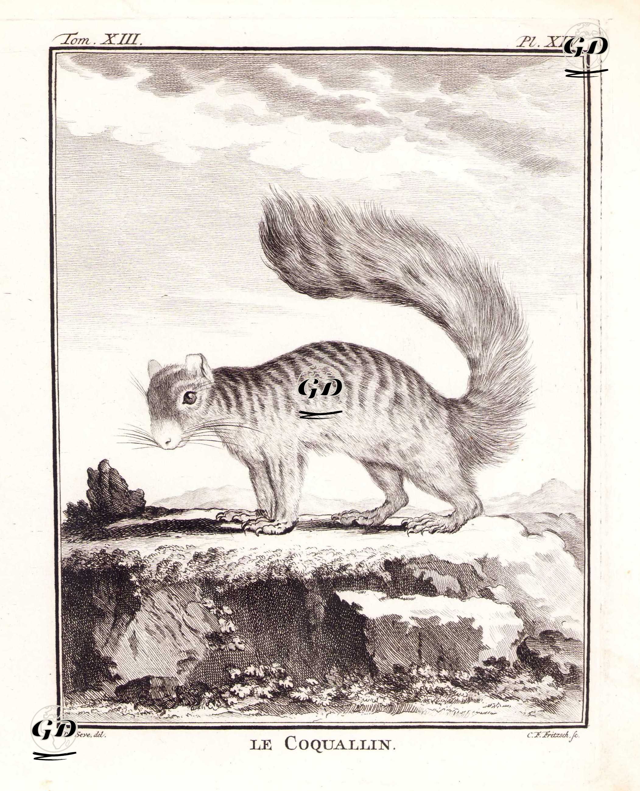 Sincap - Jacques Eustache de Seve (active 1742-1788-Georges Buffon (1707-1788) - 1765