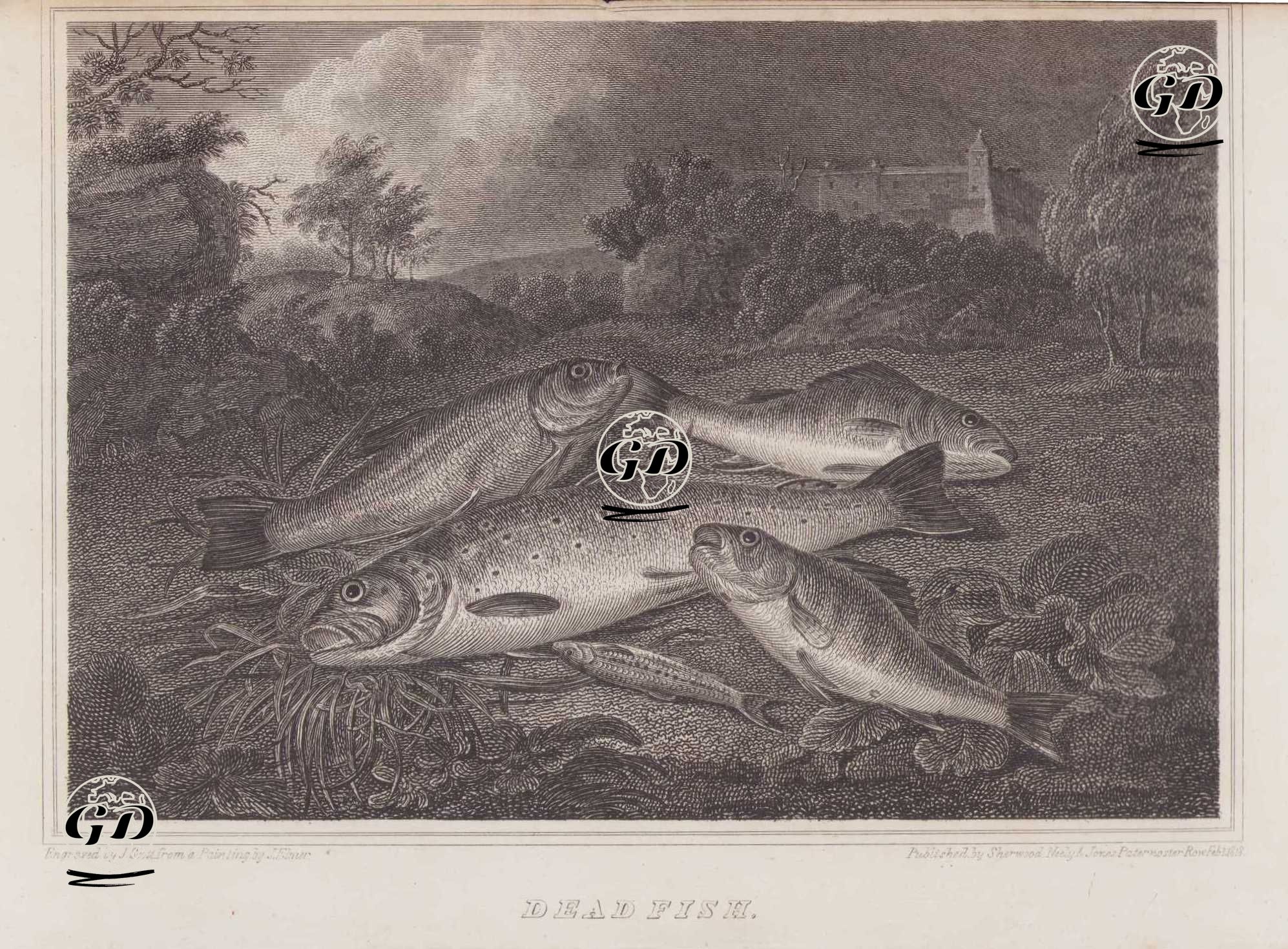 Dead Fish - Stephen Elmer (1717-1796) - 1818
