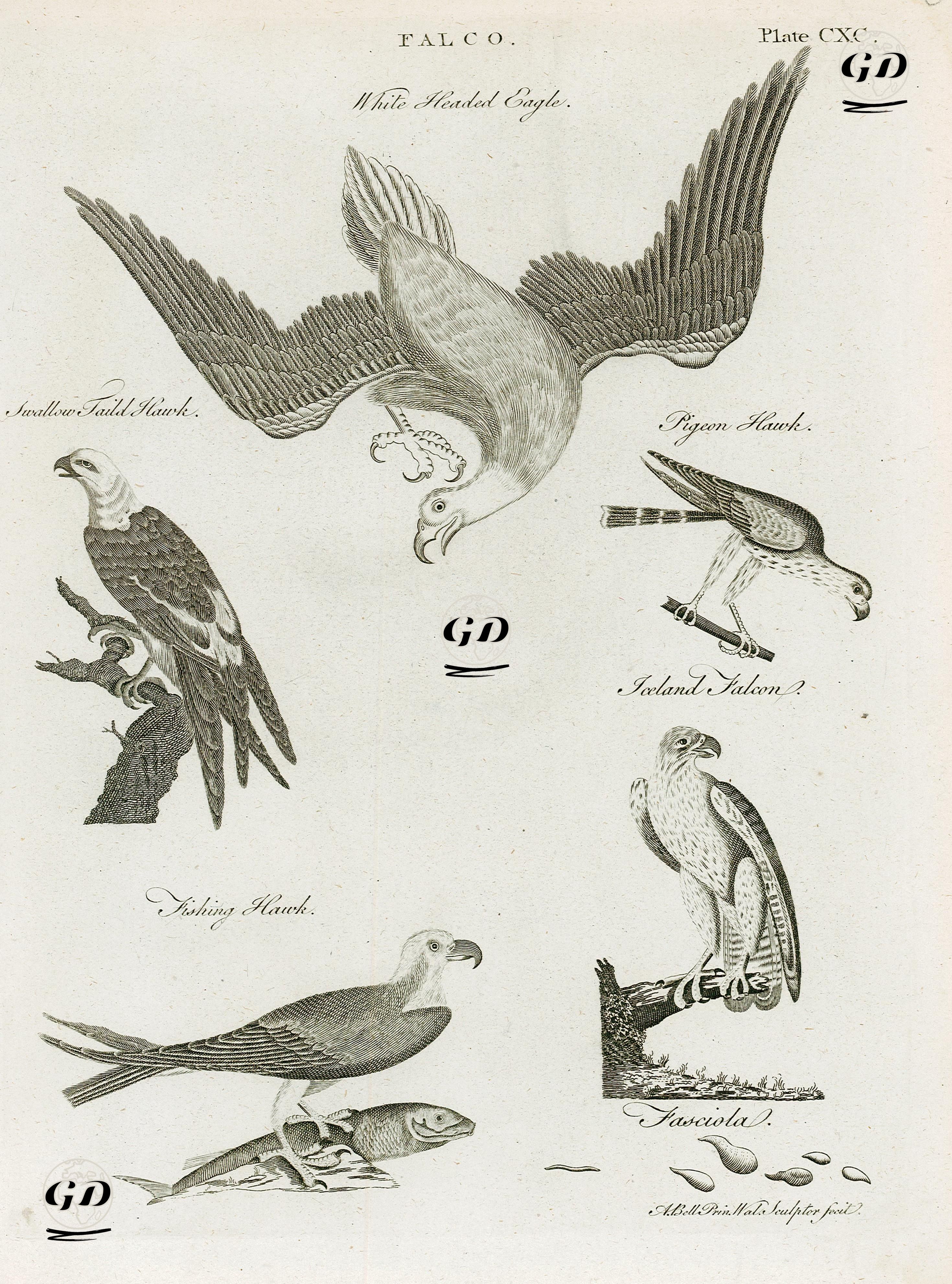Beyaz Başlı Kartal, Kırlangıç Kuyruklu Atmaca,Güvercin Atmaca, Balıkçıl Atmaca - Andrew Bell (1726-1809) - 1798