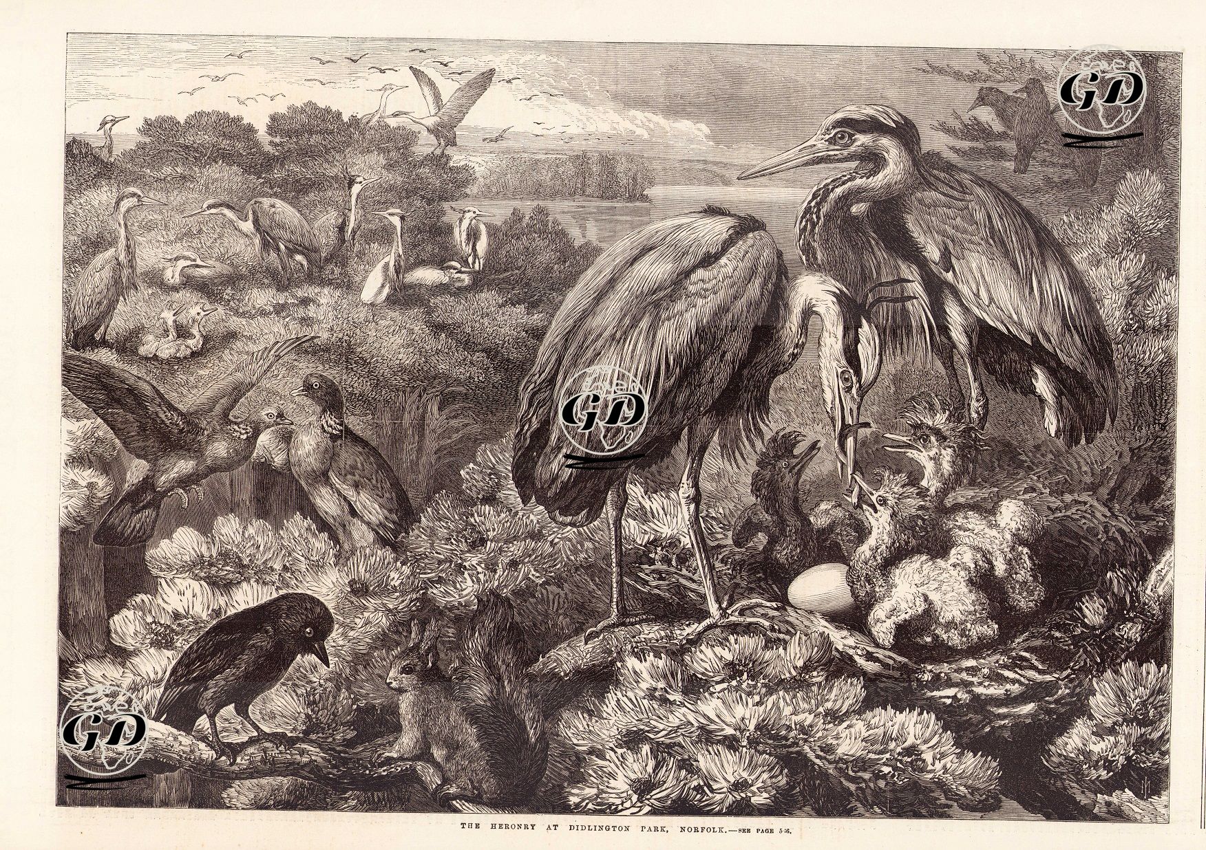 Norfolk, Didlington Parkda Bulunan Balıkçıl Kuşları -  - 1868