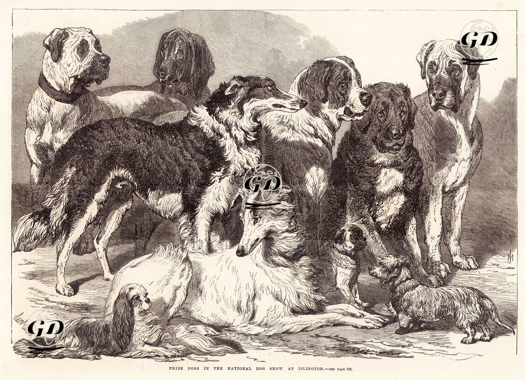 Islington'daki Ulusal Köpek Yarışmasında Ödül Alan Köpekler, Londra -  - 1869