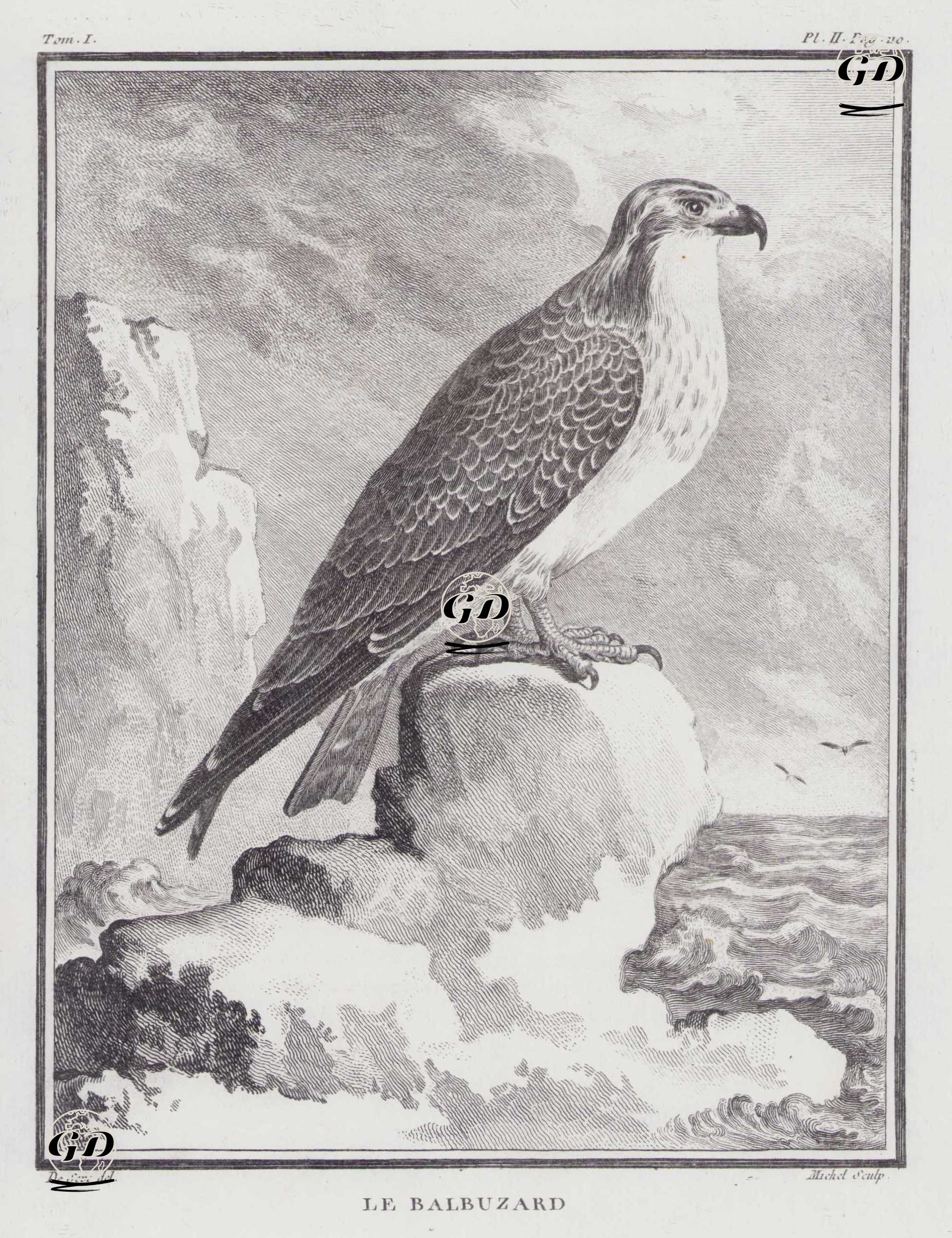 Balık Kartalı (Pandion Haliaetus) (I.Cilt, II.Plate, Sayfa 110) - Jacques Eustache de Seve (active 1742-1788)-Georges Buffon (1707-1788) - 1770