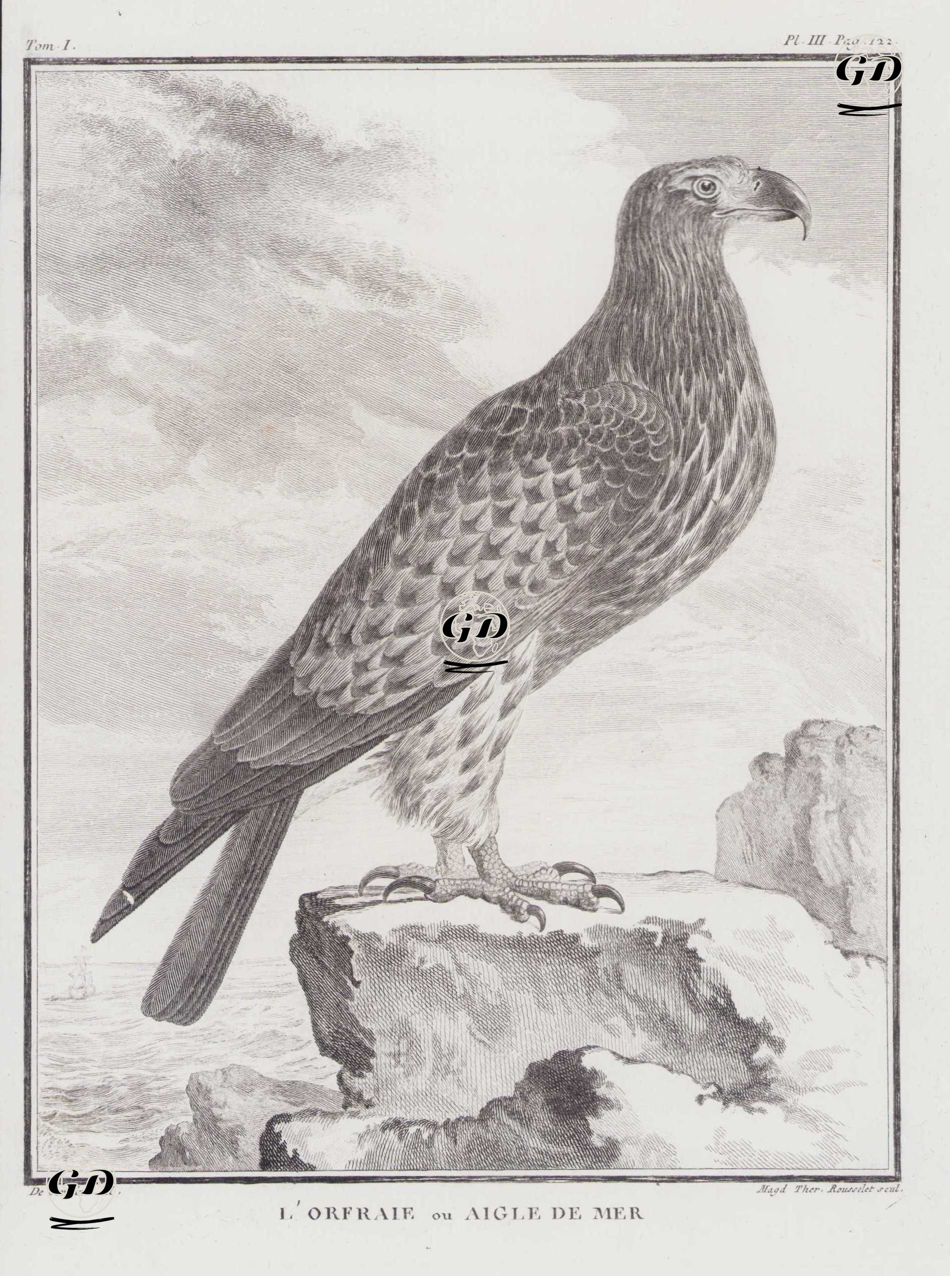 Deniz Kartalı (I.Cilt, III.Plate, Sayfa 122) - Jacques Eustache de Seve (active 1742-1788)-Georges Buffon (1707-1788) - 1770
