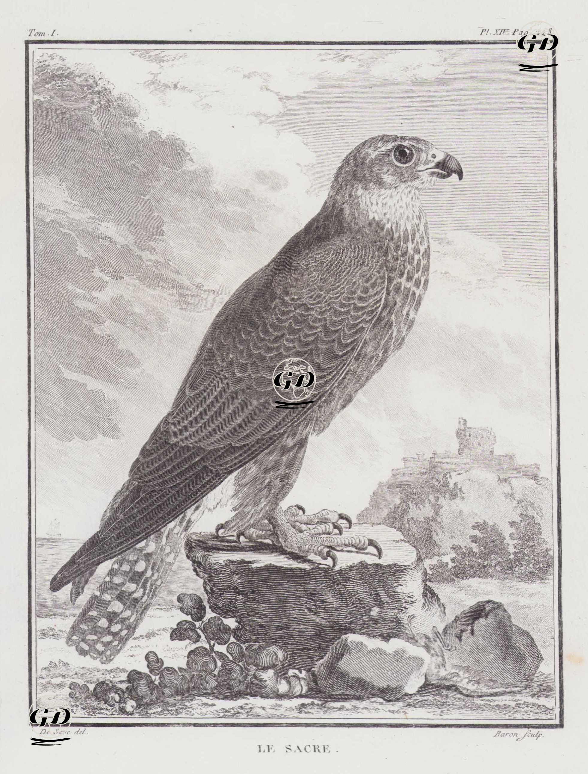 Ulu Dogan (Falco Cherrug) (I.Cilt, XIV.Plate, Sayfa 248) - Jacques Eustache de Seve (active 1742-1788)-Georges Buffon (1707-1788) - 1770