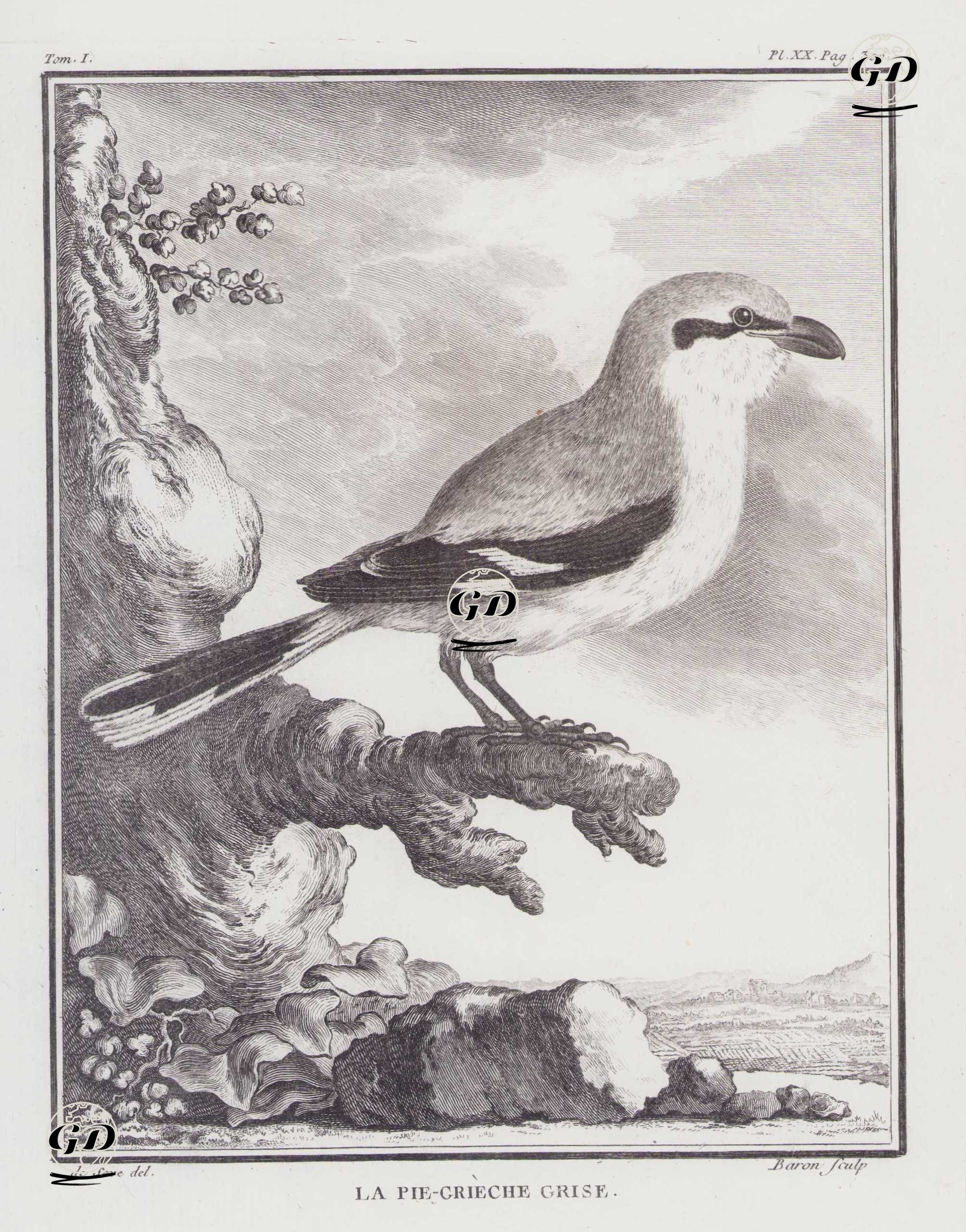 Büyük Örümcek Kuşu (Lanius Excubitor) (I.Cilt, XX.Plate, Sayfa 300) - Jacques Eustache de Seve (active 1742-1788)-Georges Buffon (1707-1788) - 1770
