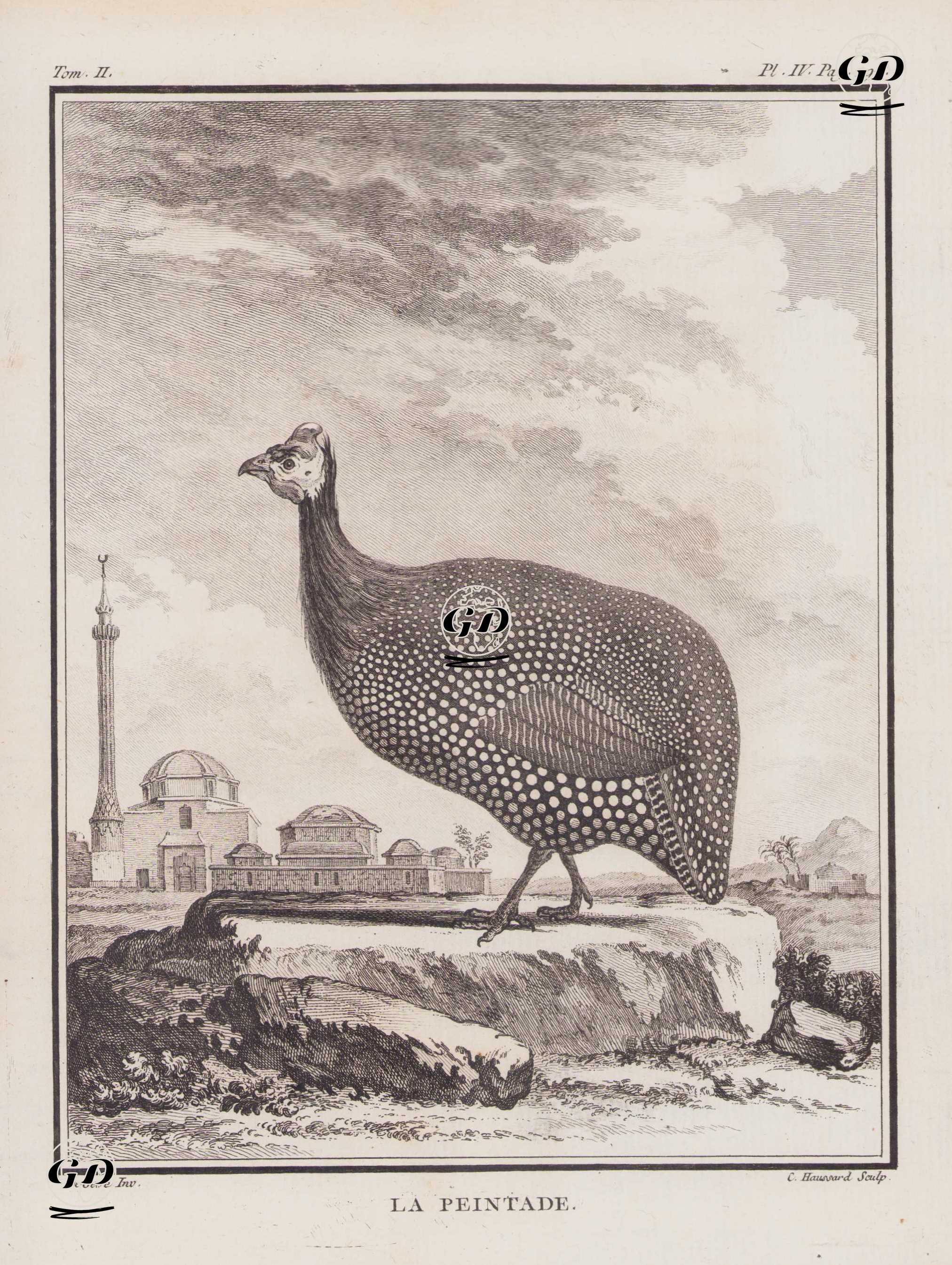 Gine Tavuğu (Beçtavuğu, Afrika Tavuğu, Mısır Yavuğu, Miğferli Beç -Numida Meleagris) (II.Cilt, IV.Plate, Sayfa 190) - Jacques Eustache de Seve (active 1742-1788)-Georges Buffon (1707-1788) - 1771