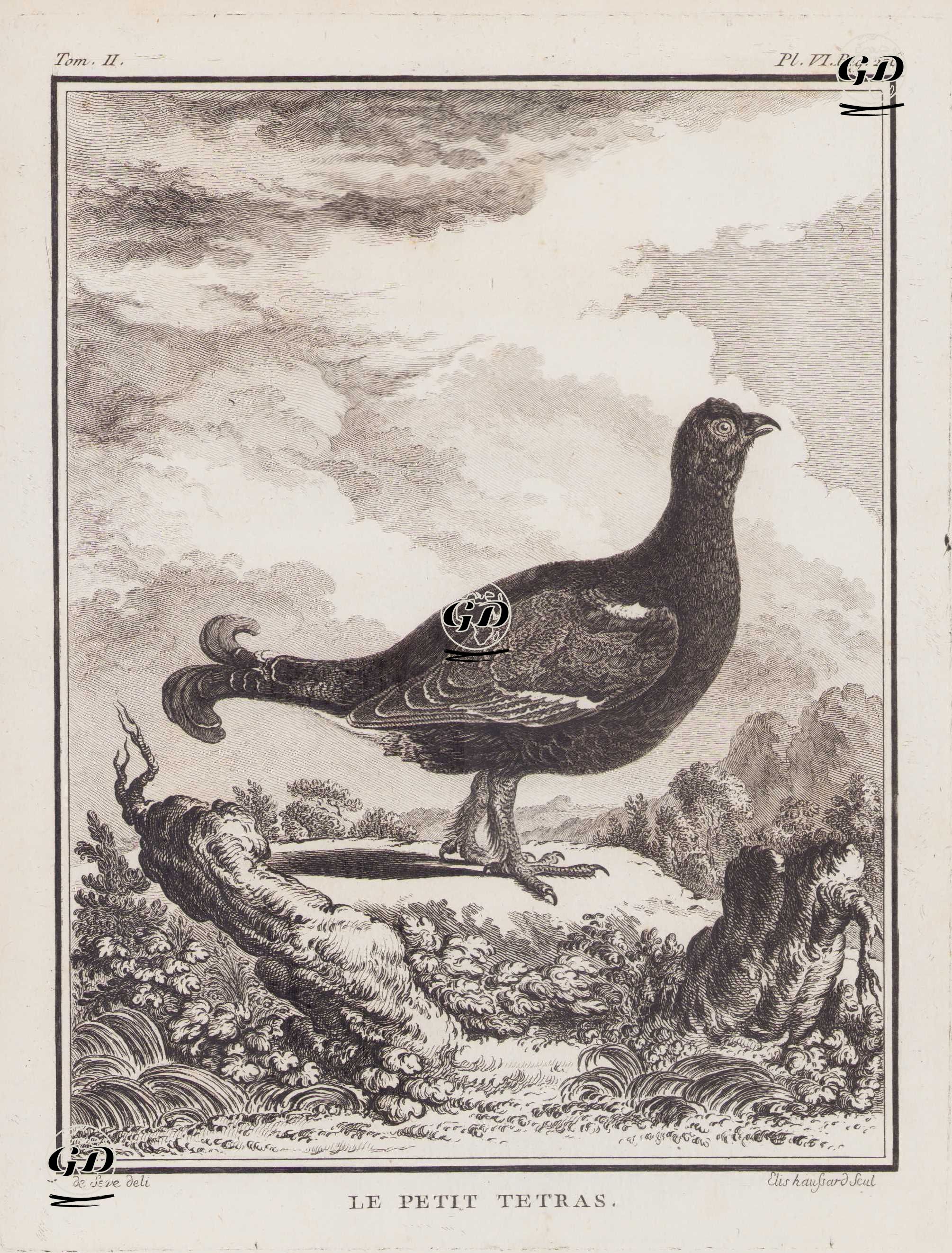 Kara Orman Tavugu (Lyrurus Tetrix) (II.Cilt, VI.Plate, Sayfa 226) - Jacques Eustache de Seve (active 1742-1788)-Georges Buffon (1707-1788) - 1771