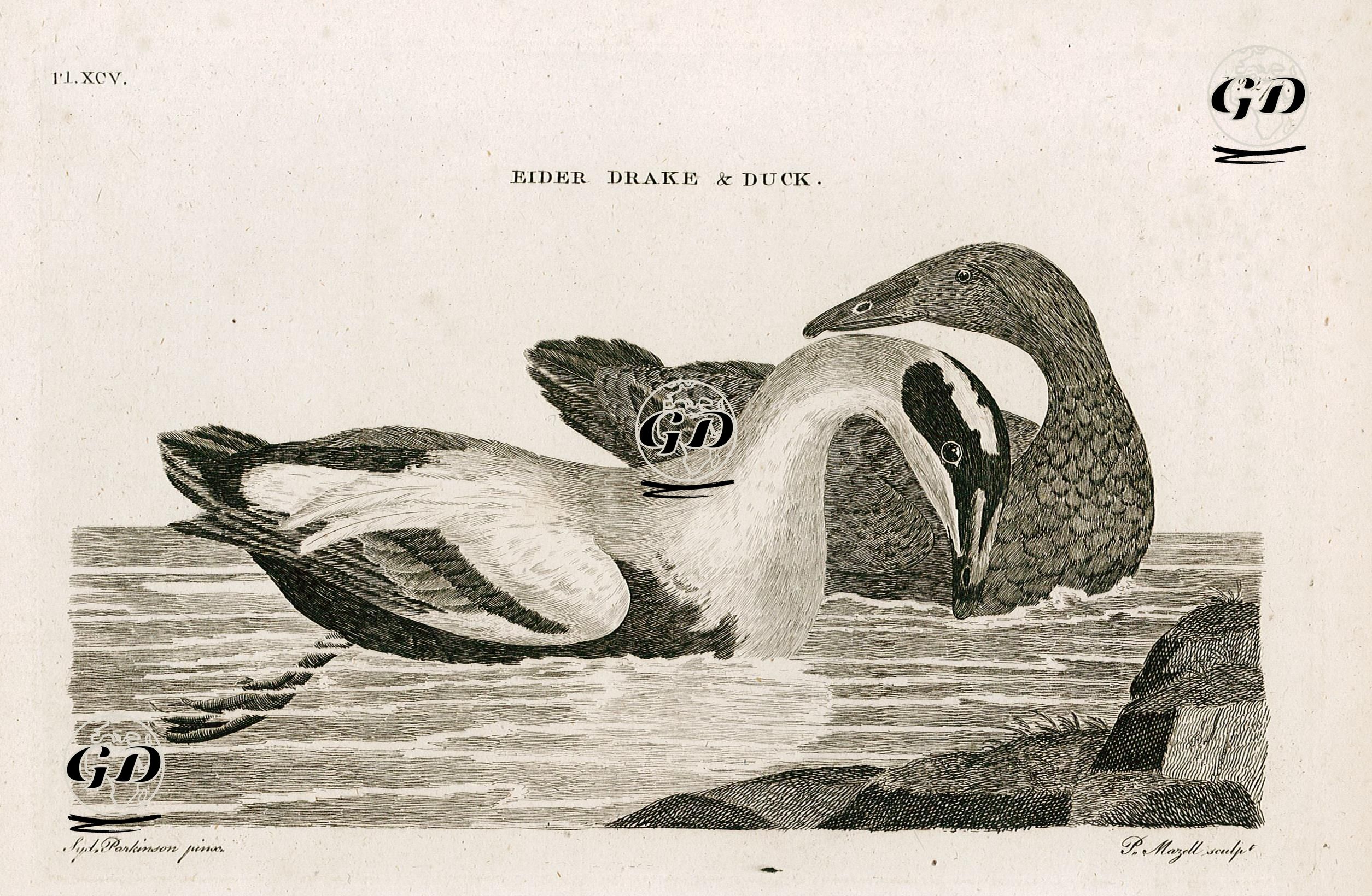 Pufla Ördeği Ve Ördek - Sydney Parkinson (Active 1745-1771) - 1776