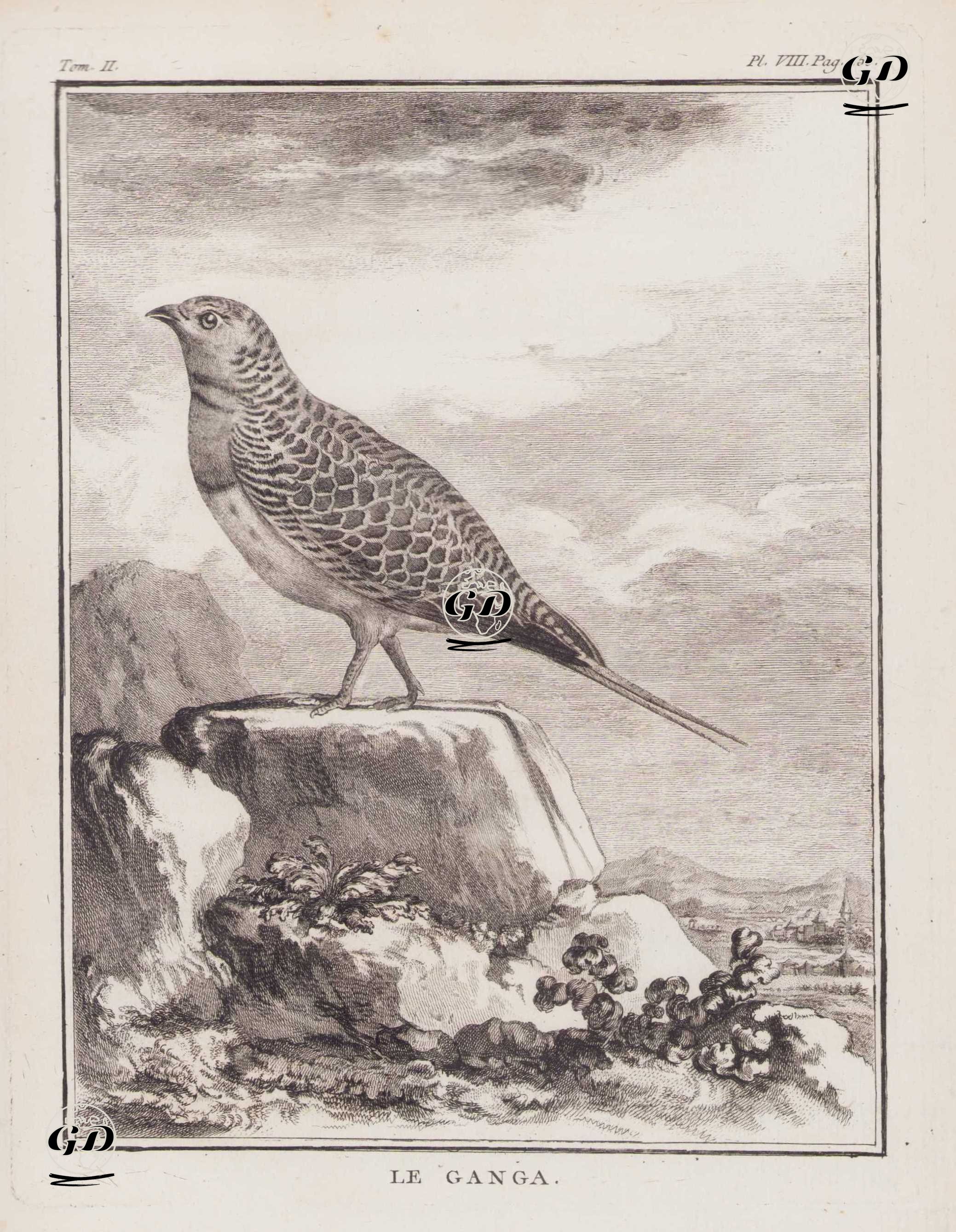 Kılkuyruk Bağırtlak (Kılkuyruk Step Tavuğu, İnce Kuyruklu Kum Tavuğu-Pterocles Alchata) (II.Cilt, VIII.Plate, Sayfa 250) - Georges Buffon (1707-1788) - 1771