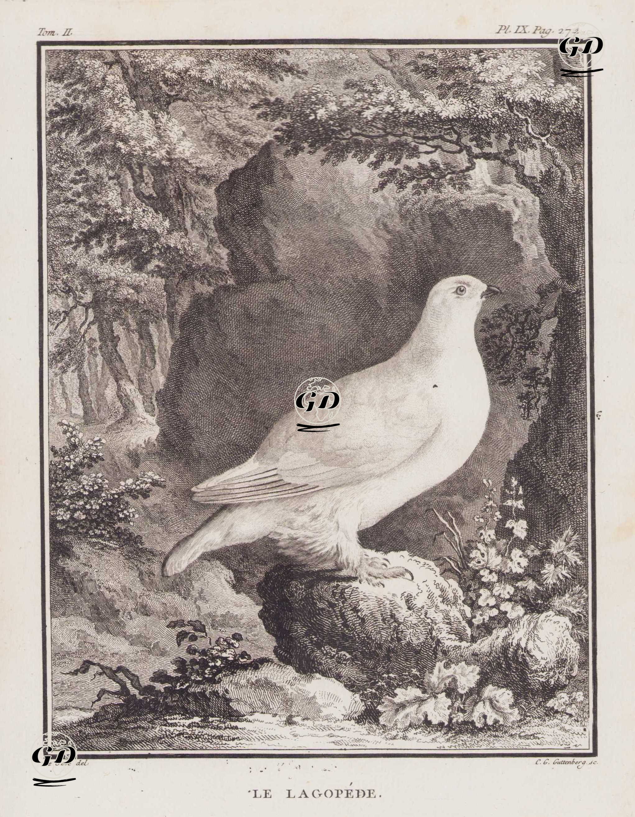 Le Lagopede (Rock Ptarmigan-Lagopus Muta) (Tom.II. Plate IX. Page 274)  - Jacques Eustache de Seve (active 1742-1788)-Georges Buffon (1707-1788) - 1771